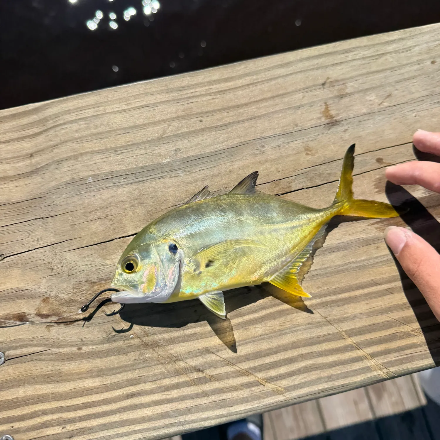 Crevalle jack caught on Fishbrain