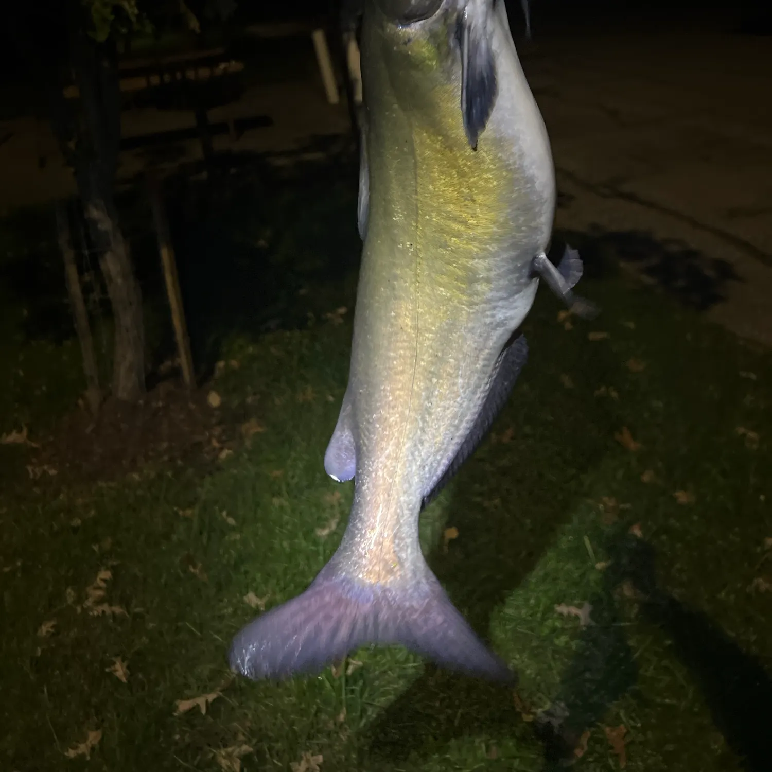 Channel catfish caught on Fishbrain