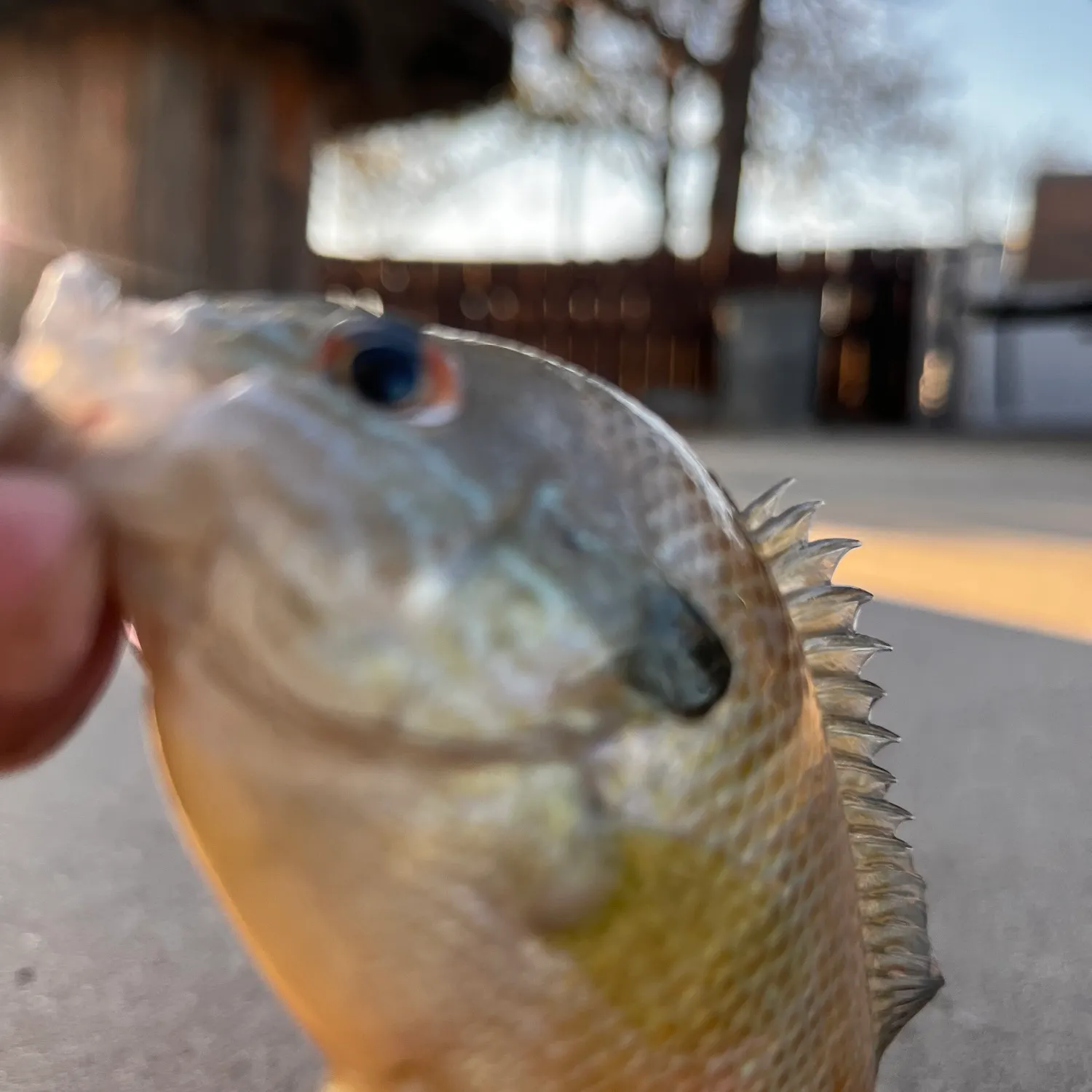 The most recent Orangespotted sunfish catches on Fishbrain