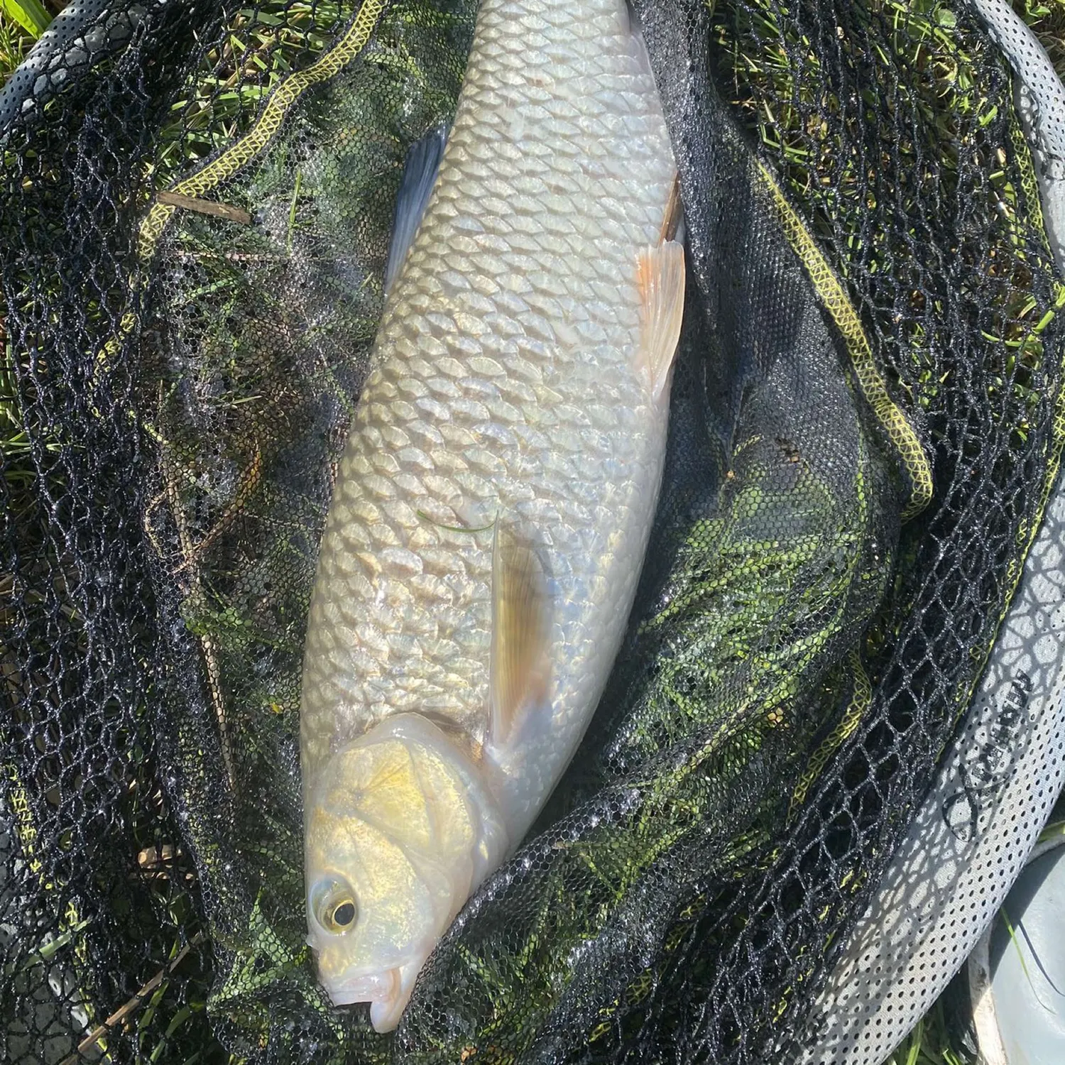 angler catch