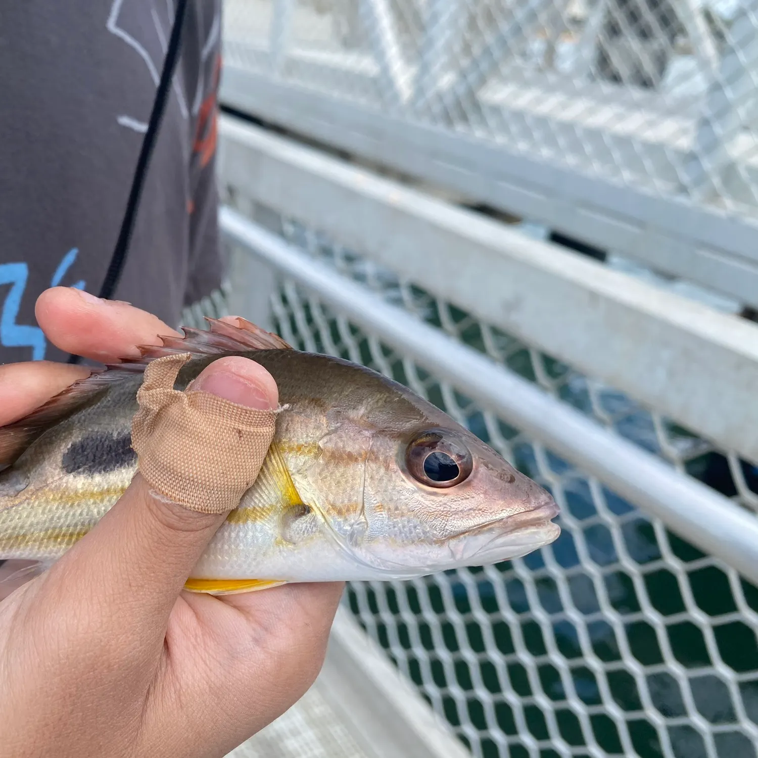 Moses perch caught on Fishbrain