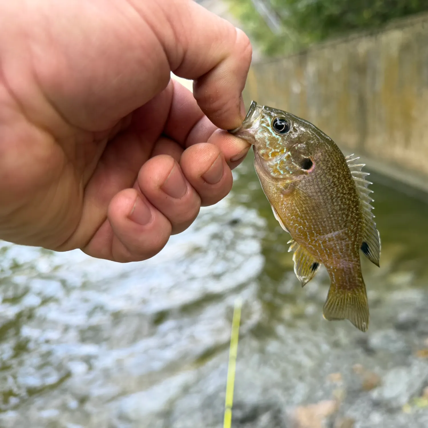 Green sunfish caught on Fishbrain