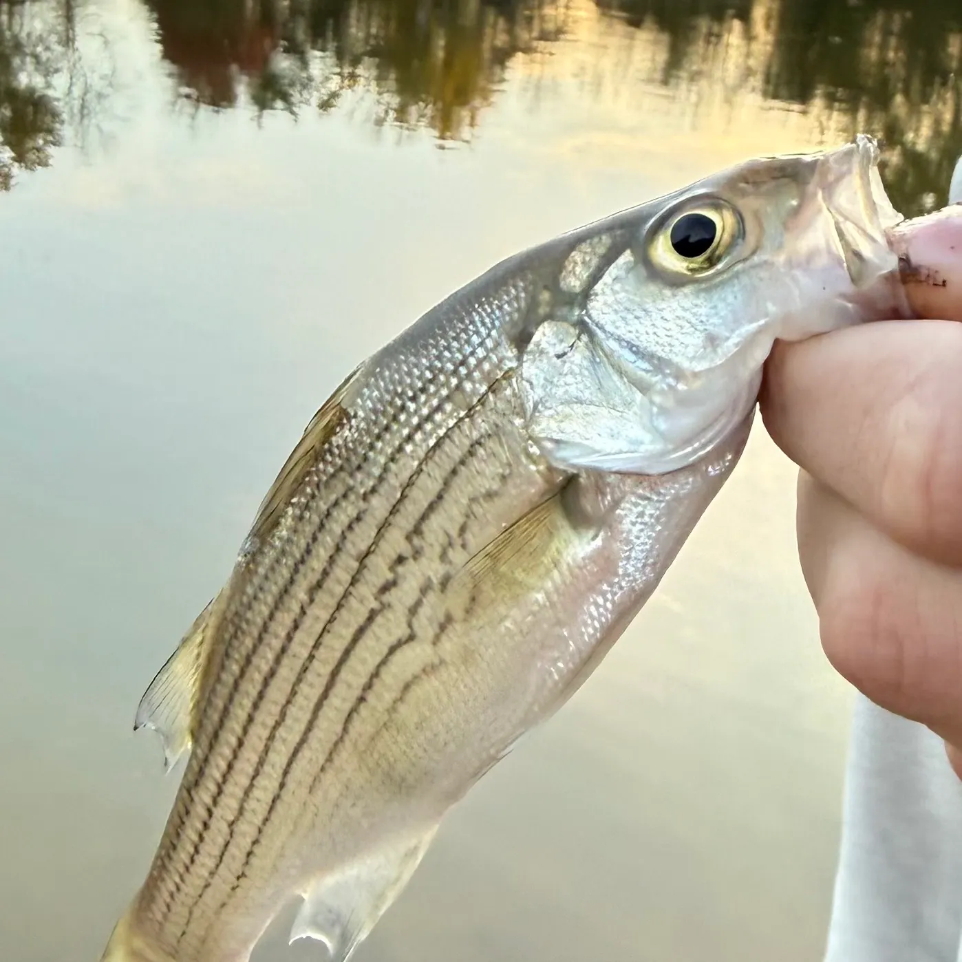 Wiper caught on Fishbrain