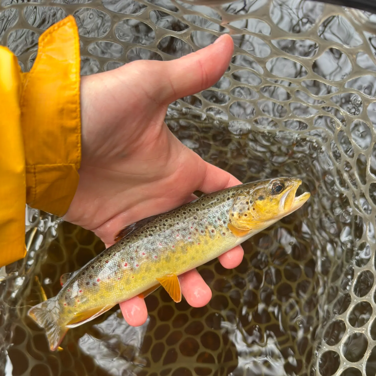 Brown trout caught on Fishbrain