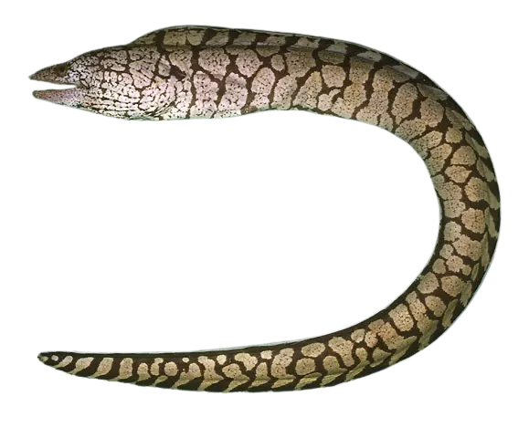 Y-patterned moray