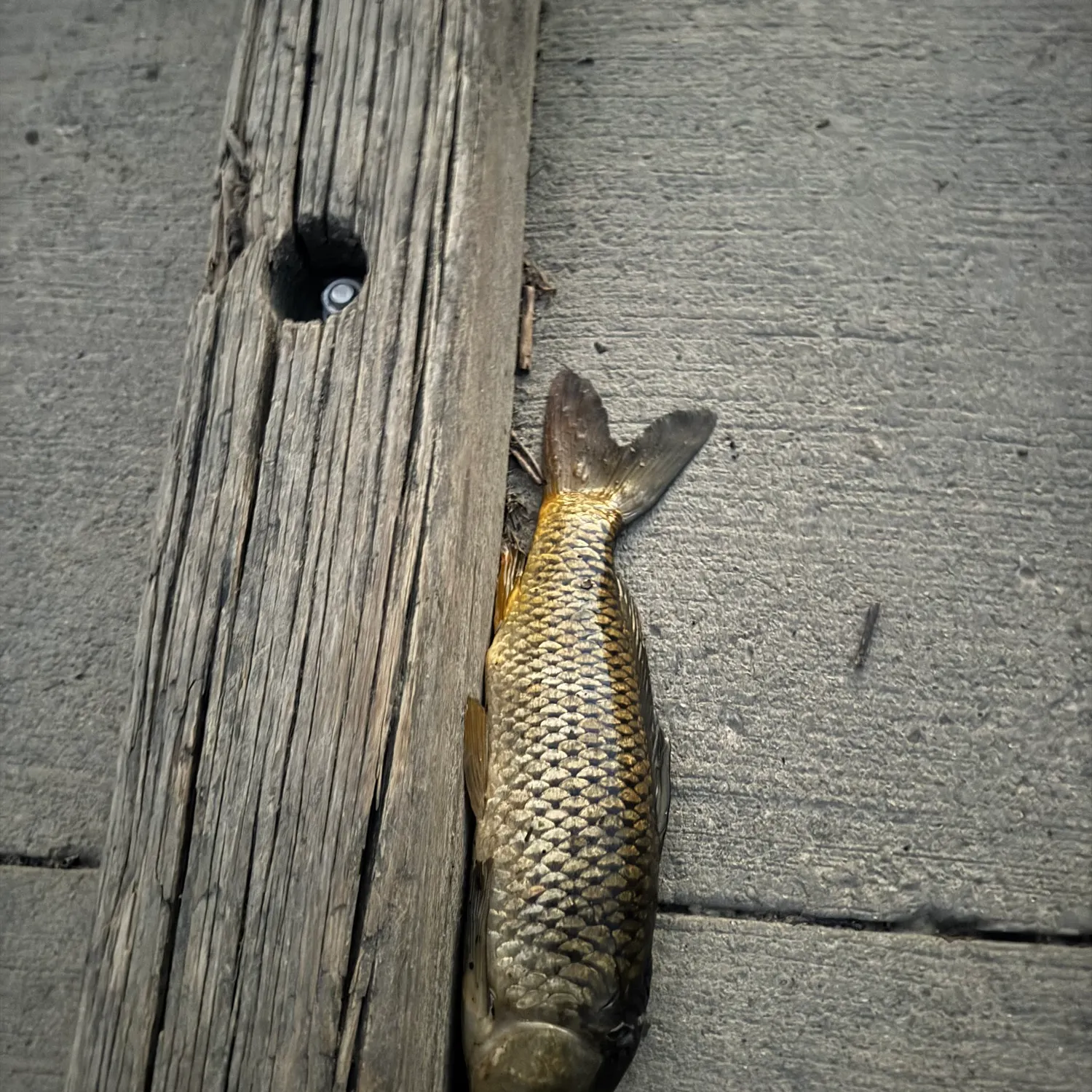 Common carp caught on Fishbrain