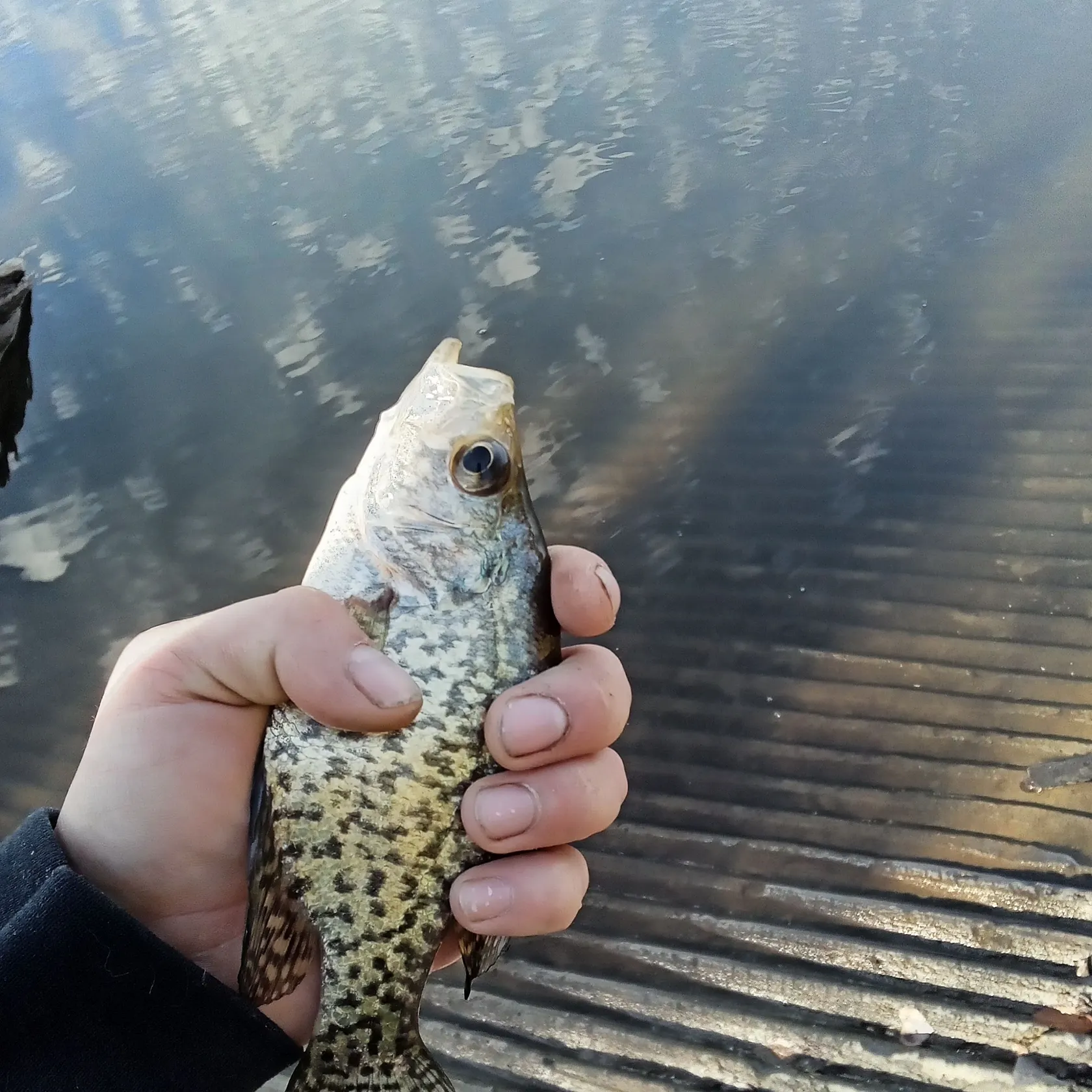 Black crappie caught on Fishbrain