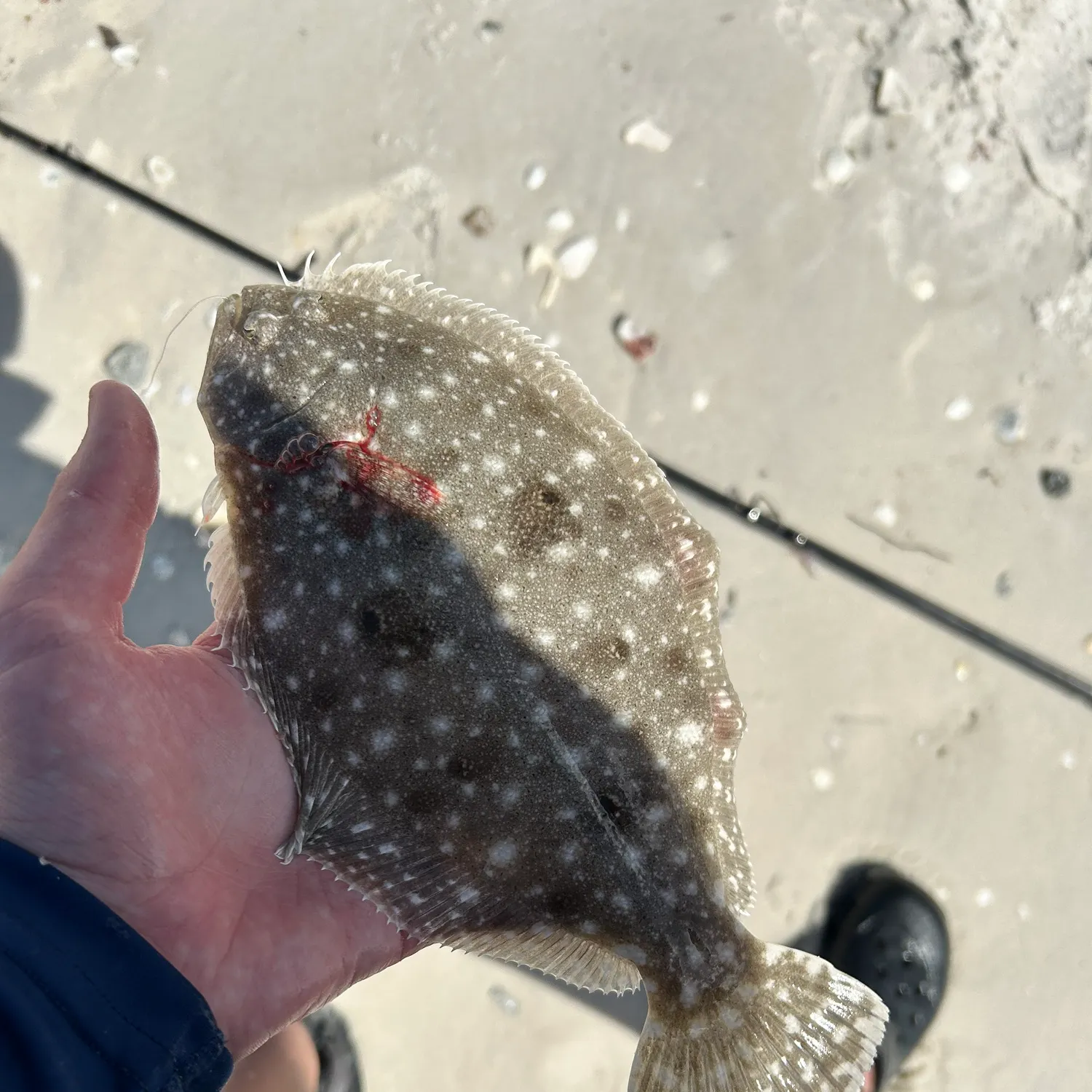 The most recent Gulf flounder catches on Fishbrain