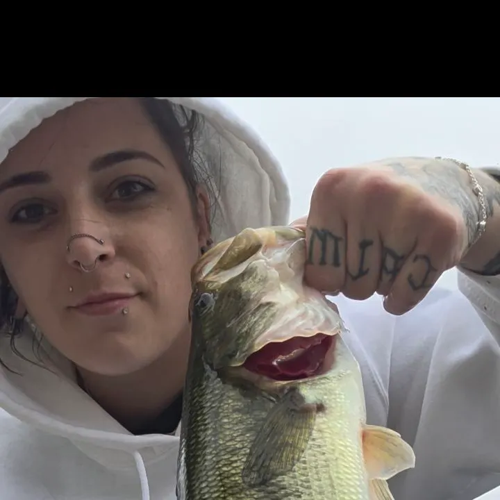 Largemouth bass caught on Fishbrain
