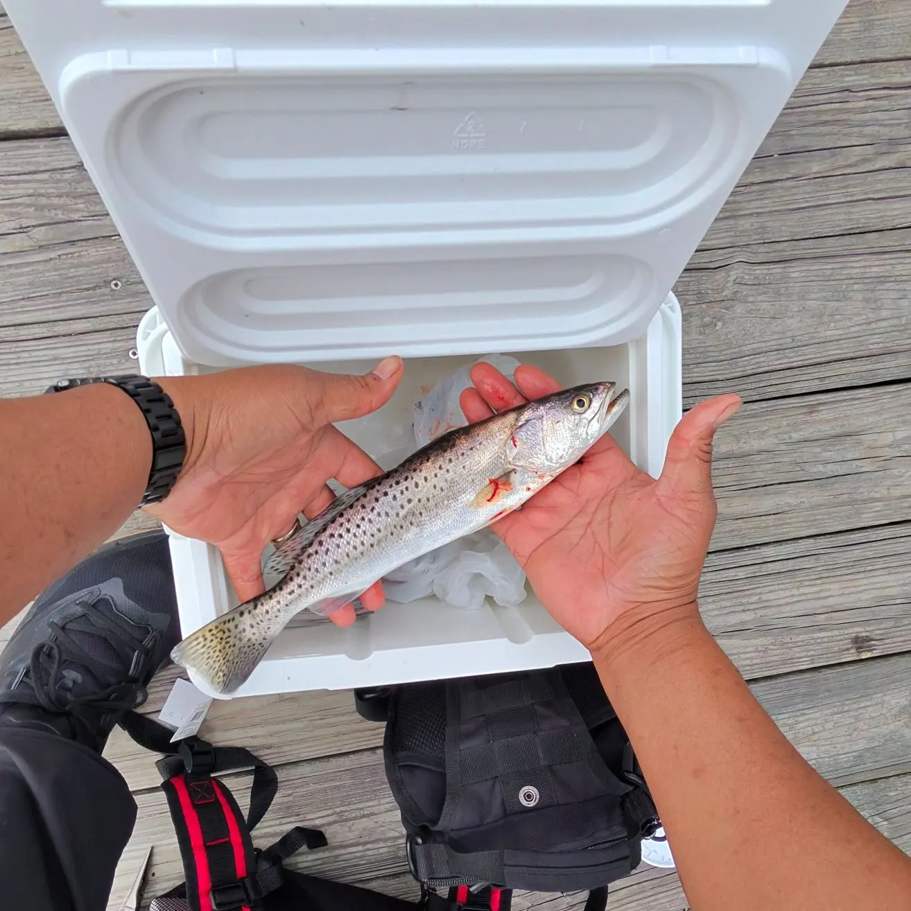 Spotted seatrout caught on Fishbrain