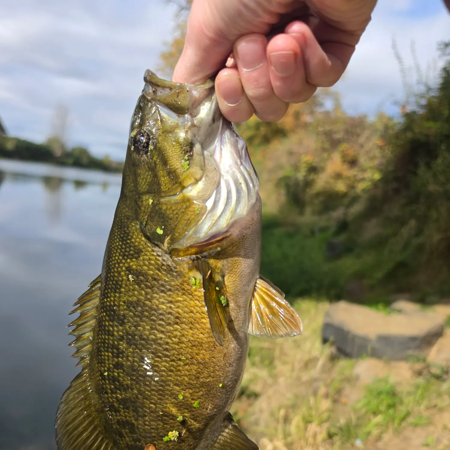 Smallmouth bass caught on Fishbrain