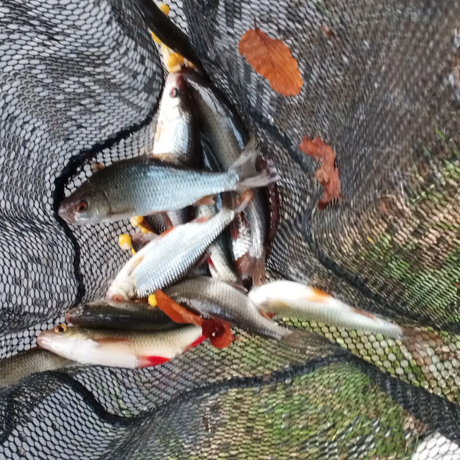 Fish caught on Fishbrain