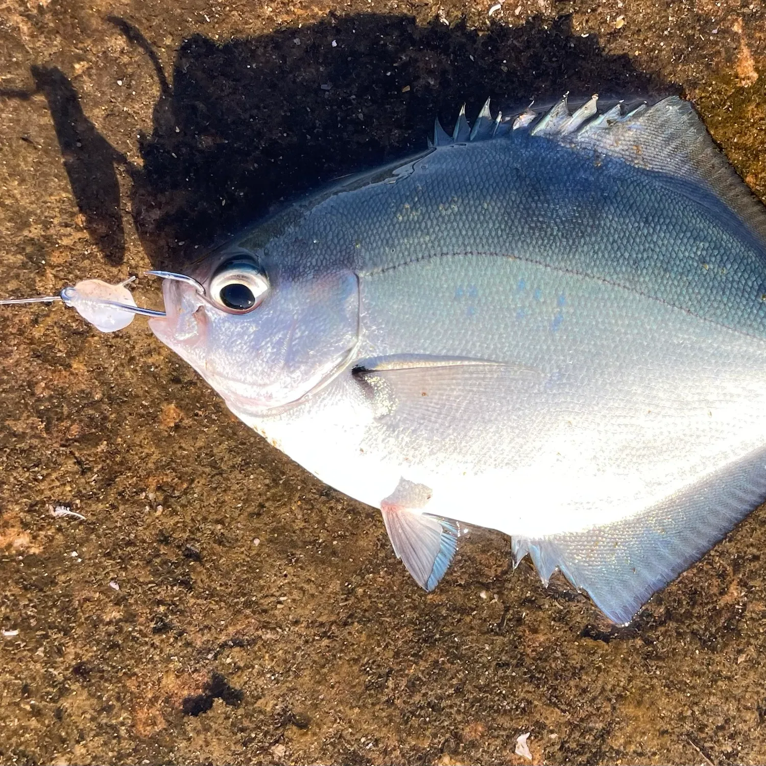 The most recent Silver sweep catches on Fishbrain