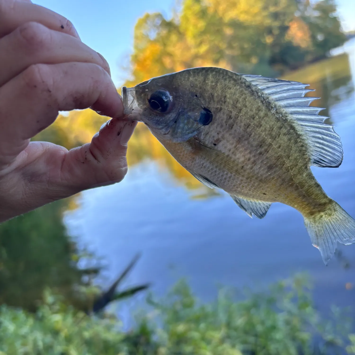Bluegill caught on Fishbrain