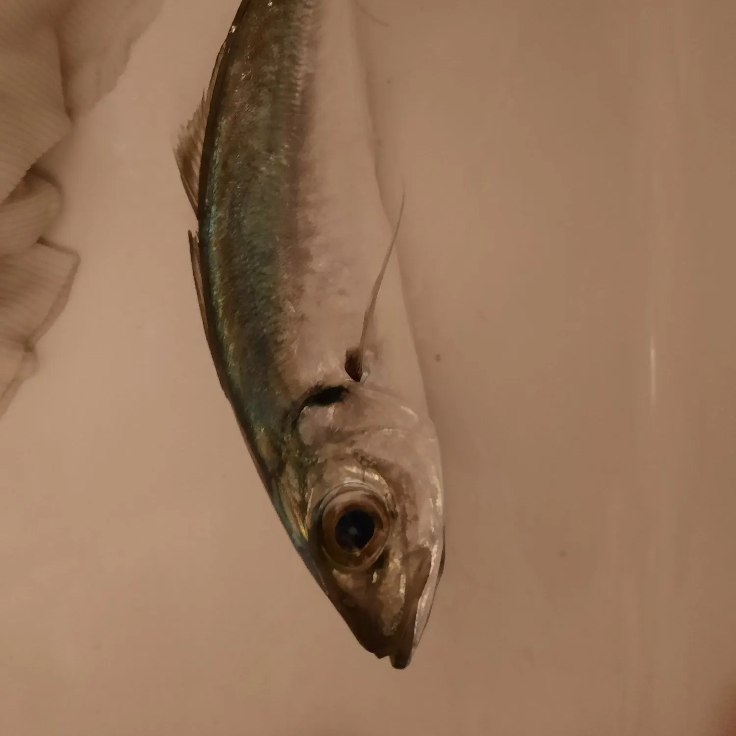 The most recent Greenback horse mackerel catches on Fishbrain