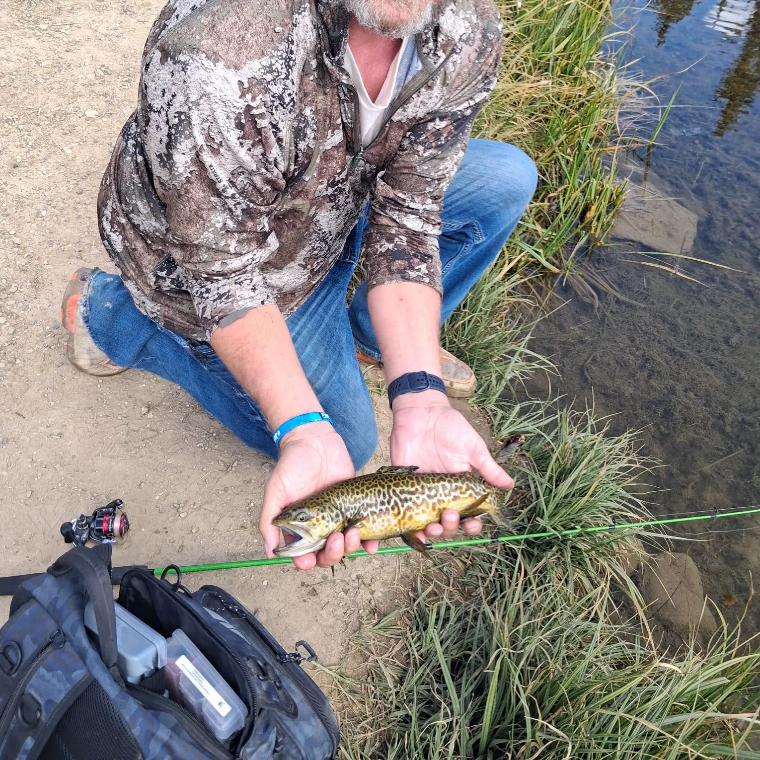 Tiger trout caught on Fishbrain
