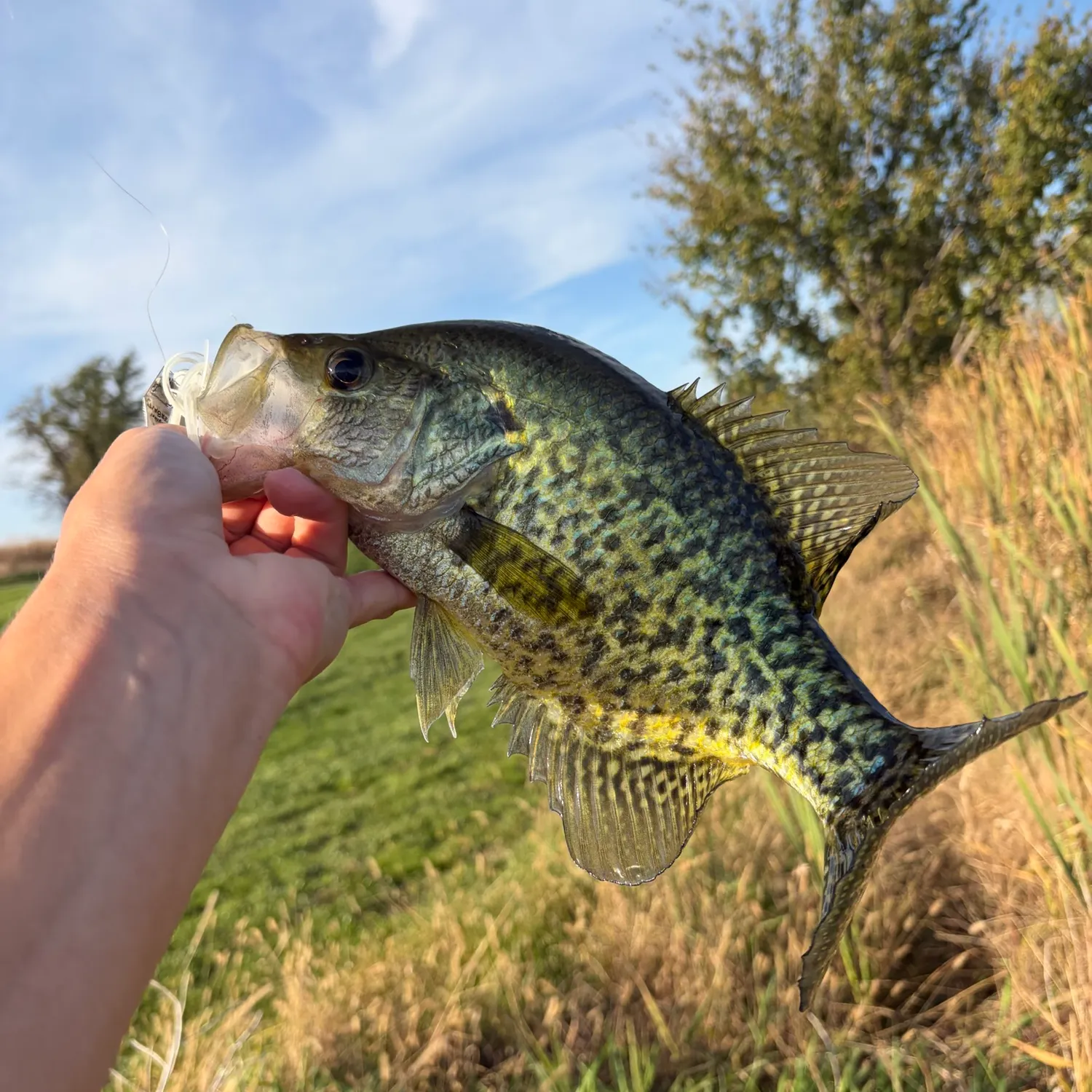 Black crappie caught on Fishbrain