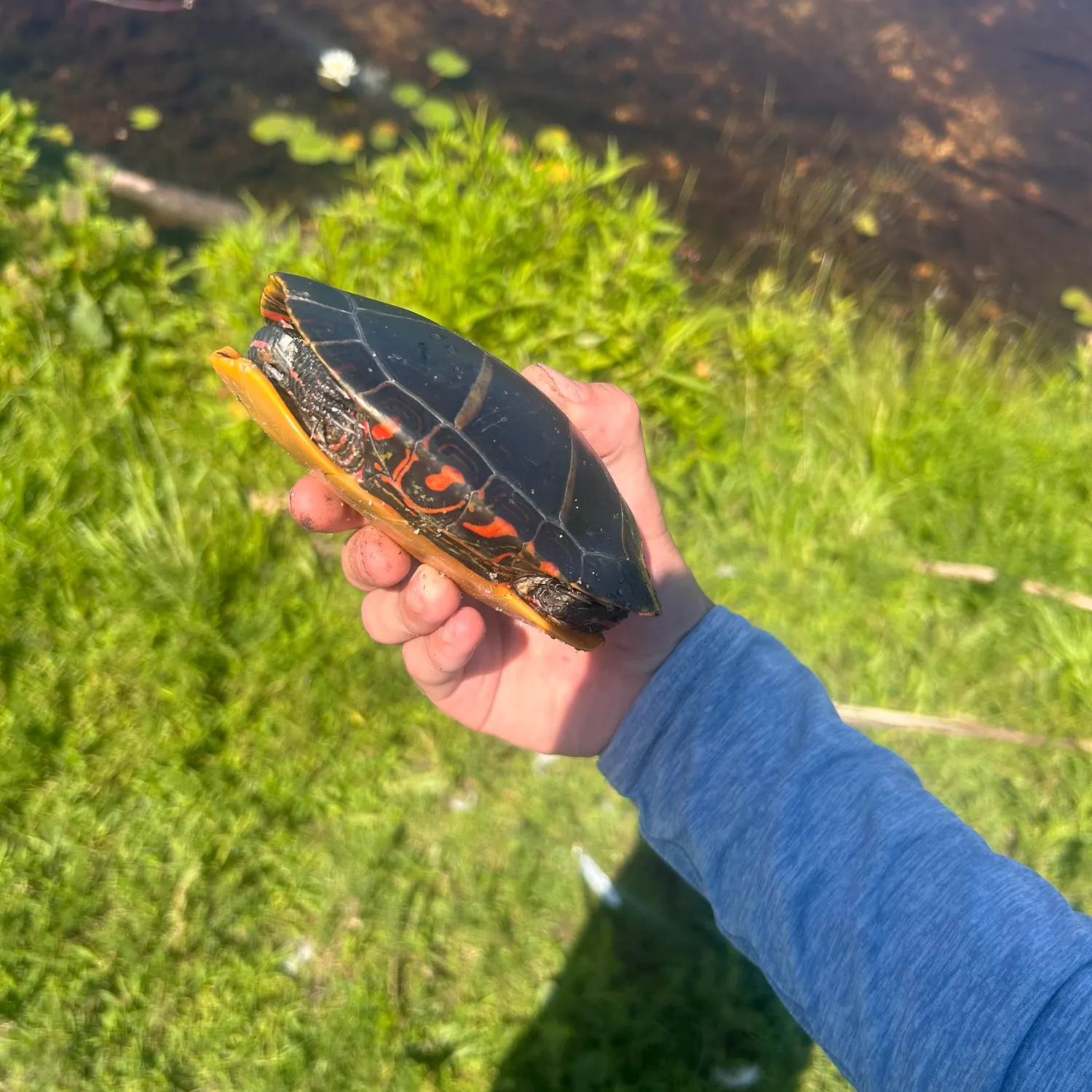 Painted turtle caught on Fishbrain