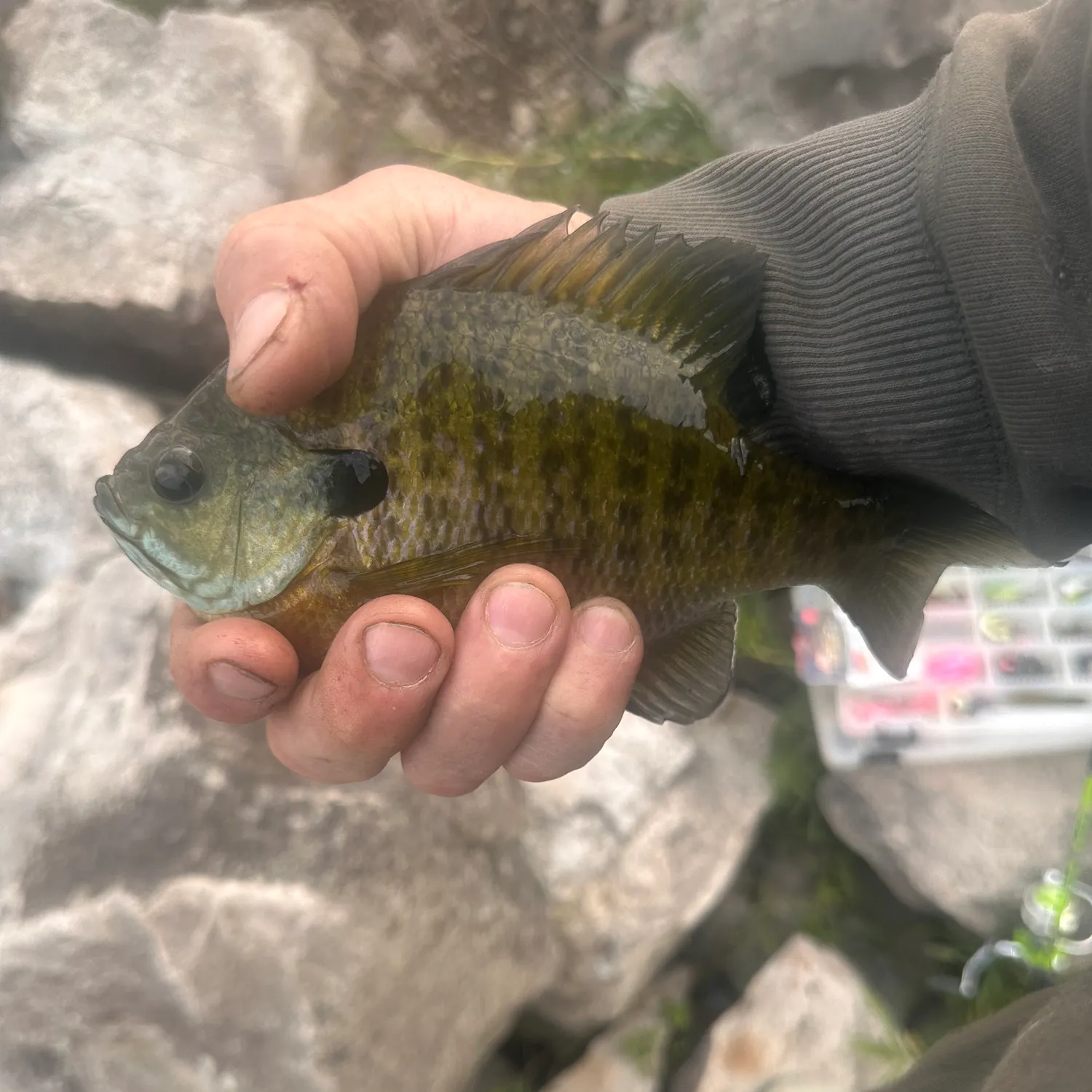 Bluegill caught on Fishbrain