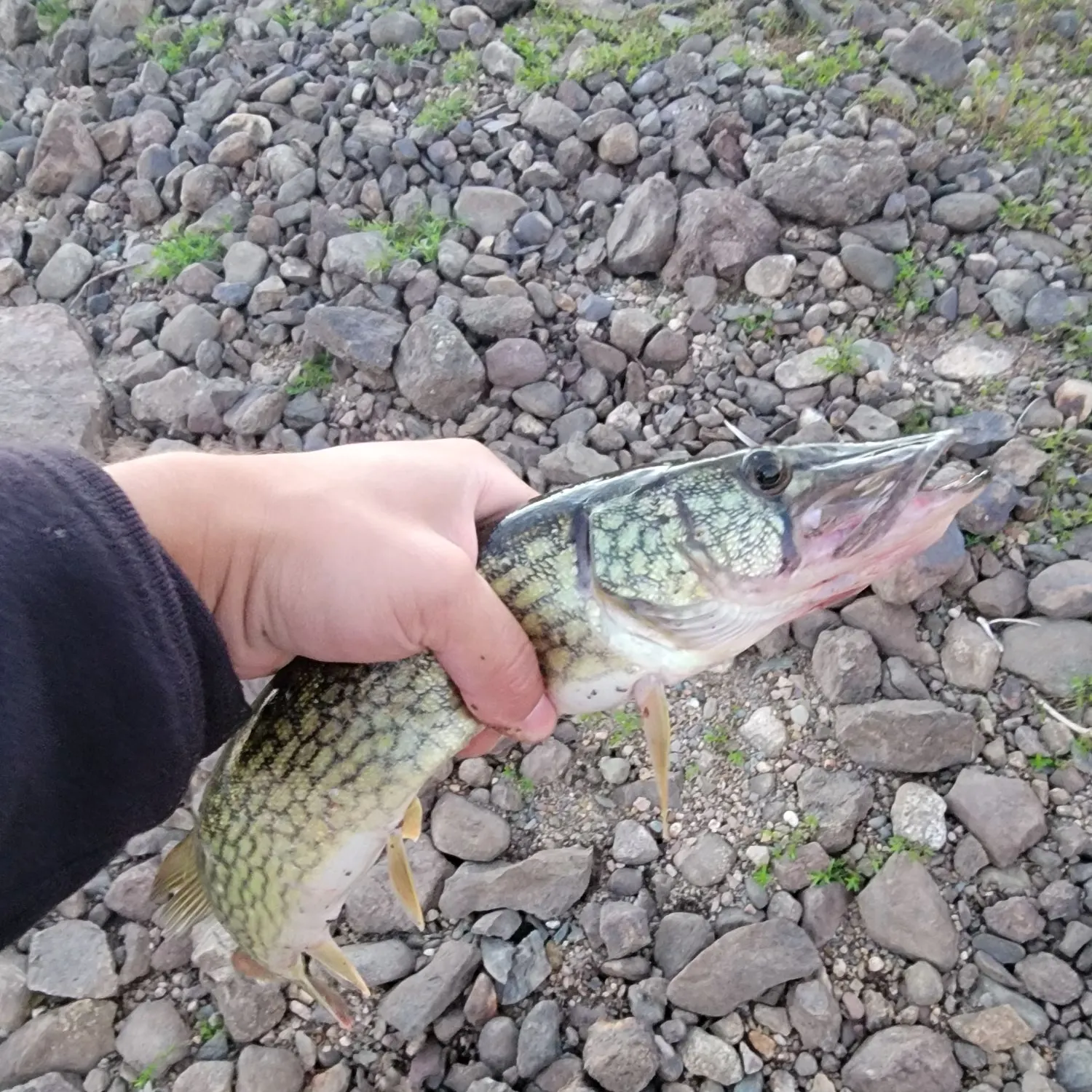 Chain pickerel caught on Fishbrain