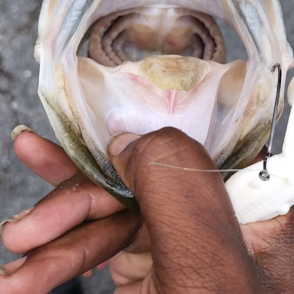 The most recent American eel catches on Fishbrain