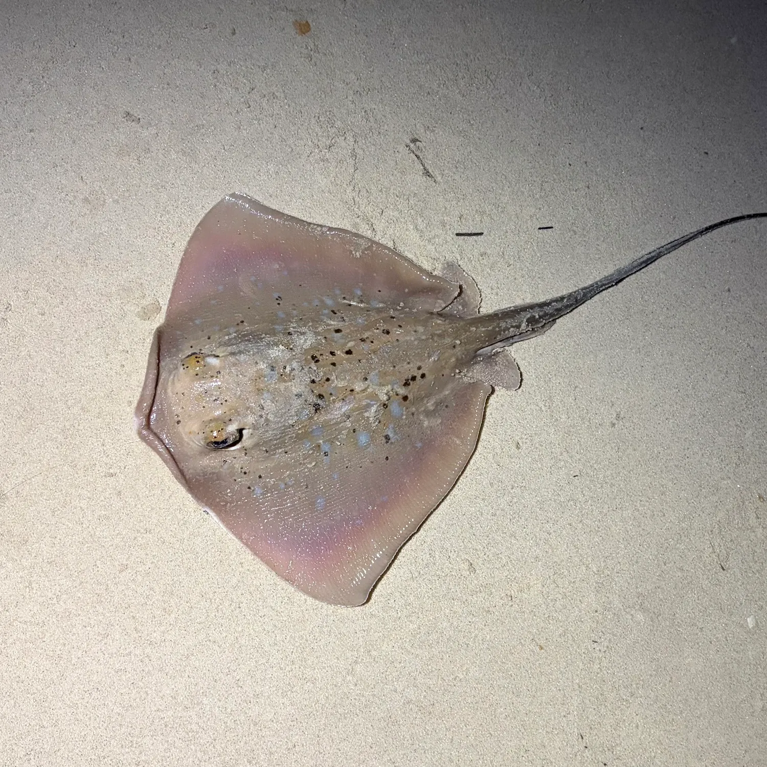The most recent Common stingaree catches on Fishbrain