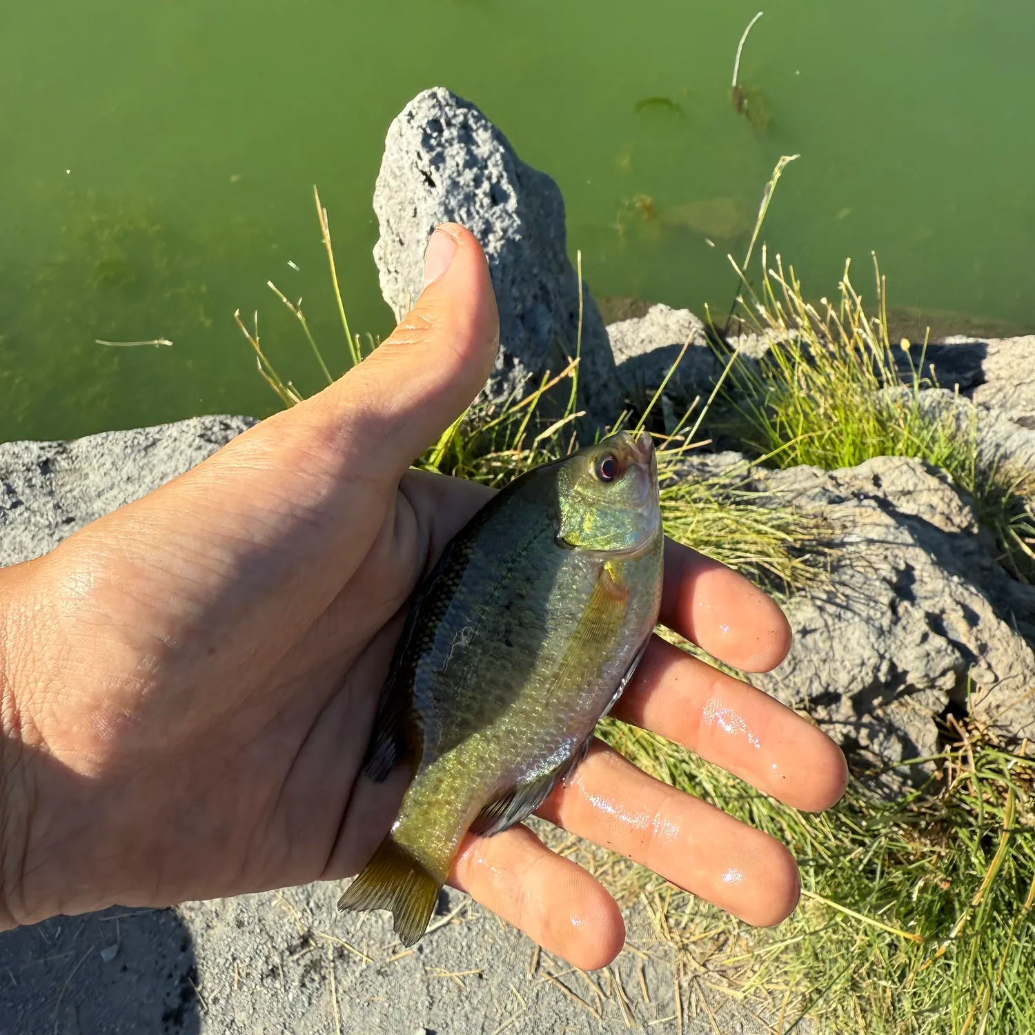 The most recent Bluegill catches on Fishbrain