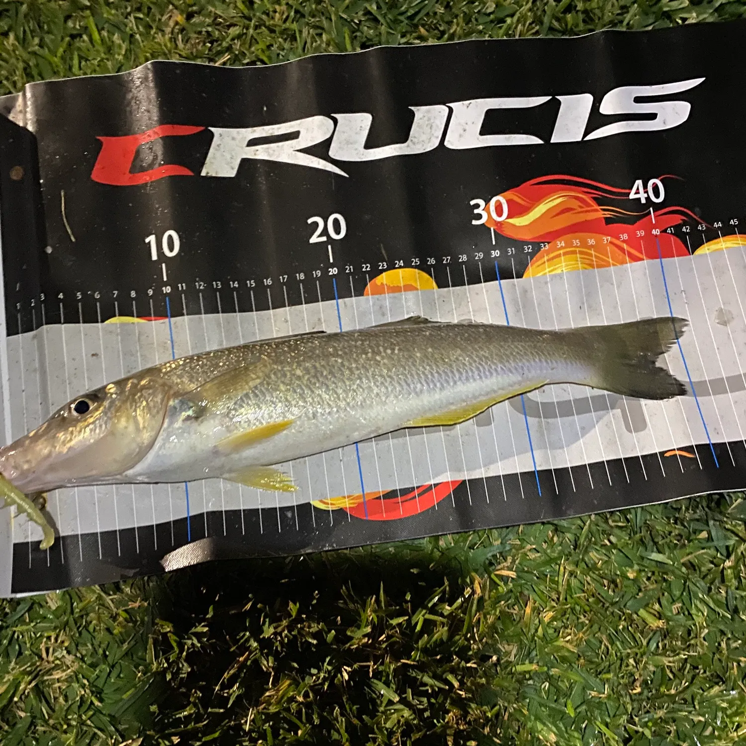 The most recent Sand sillago catches on Fishbrain