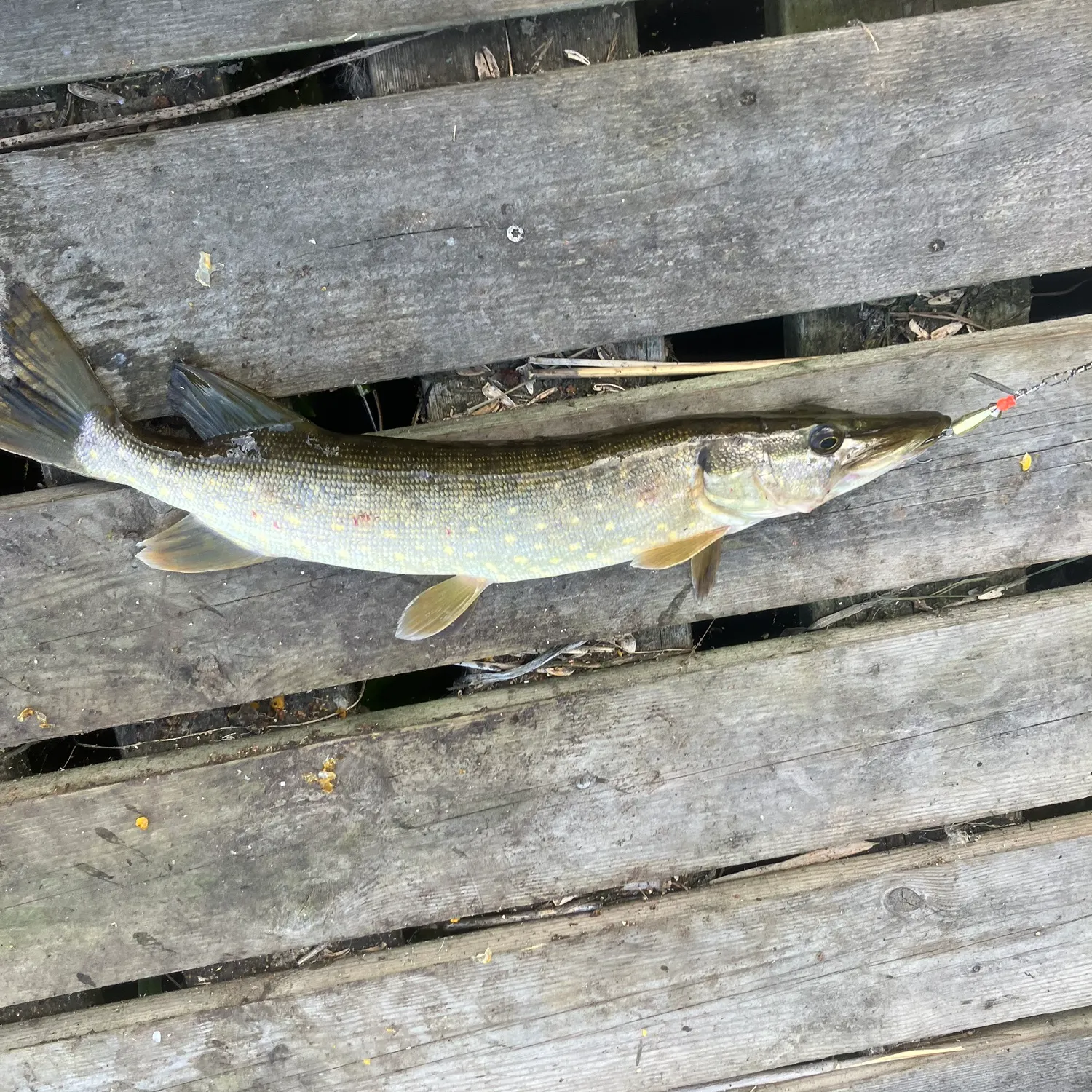 Northern pike caught on Fishbrain