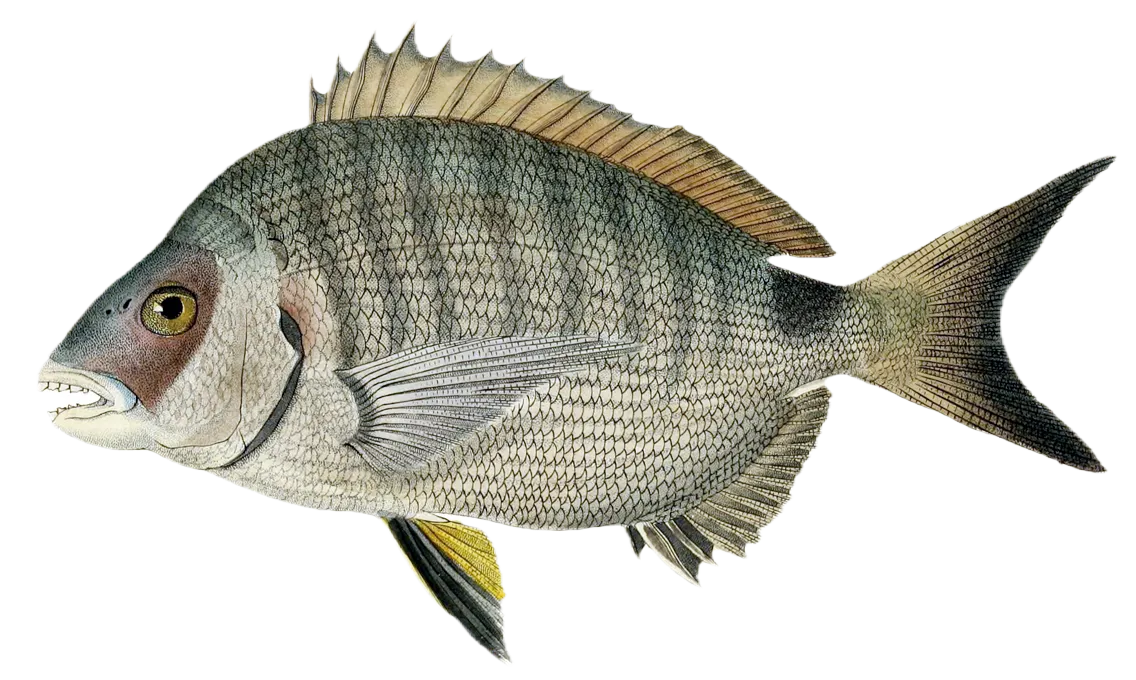 White seabream