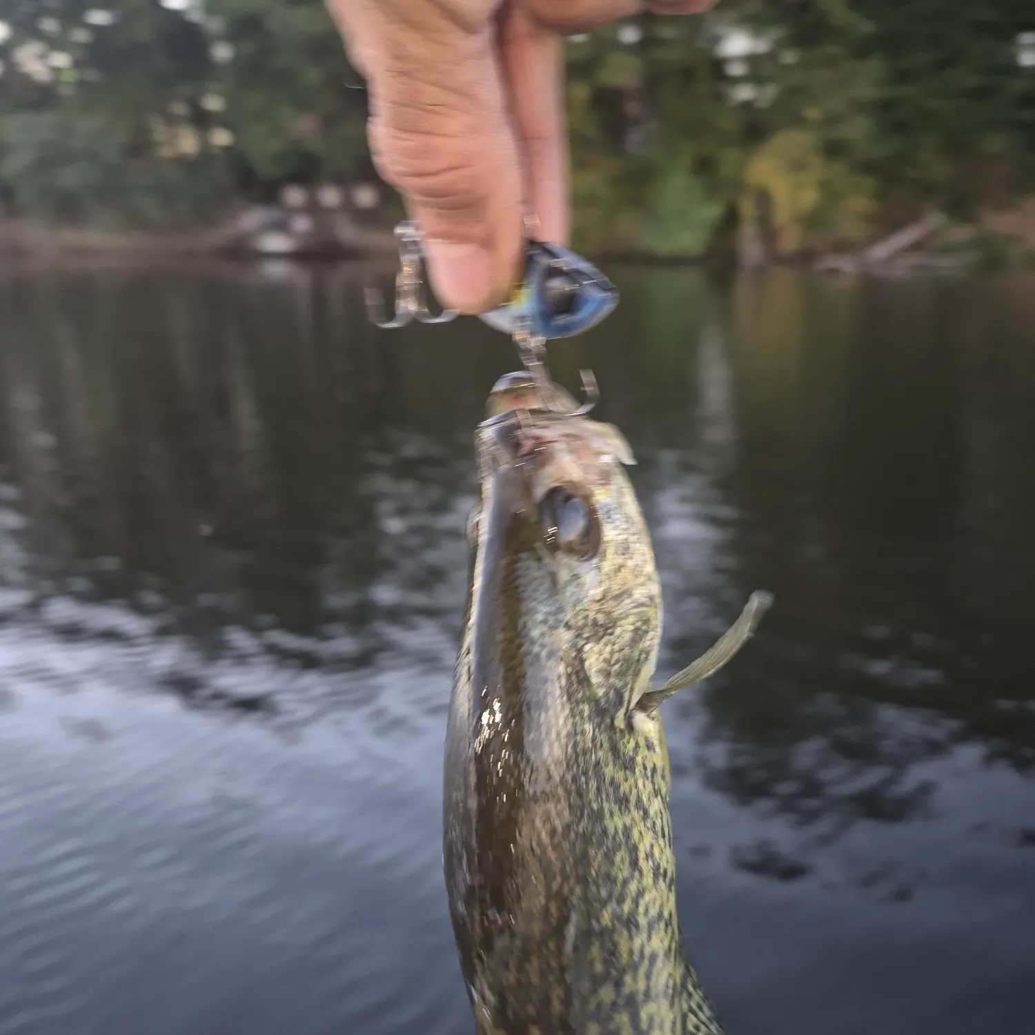 Black crappie caught on Fishbrain