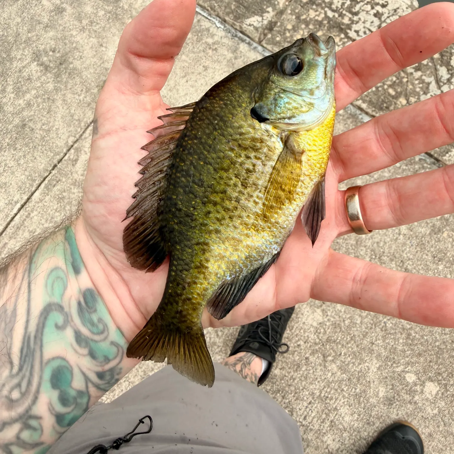 recently logged catches