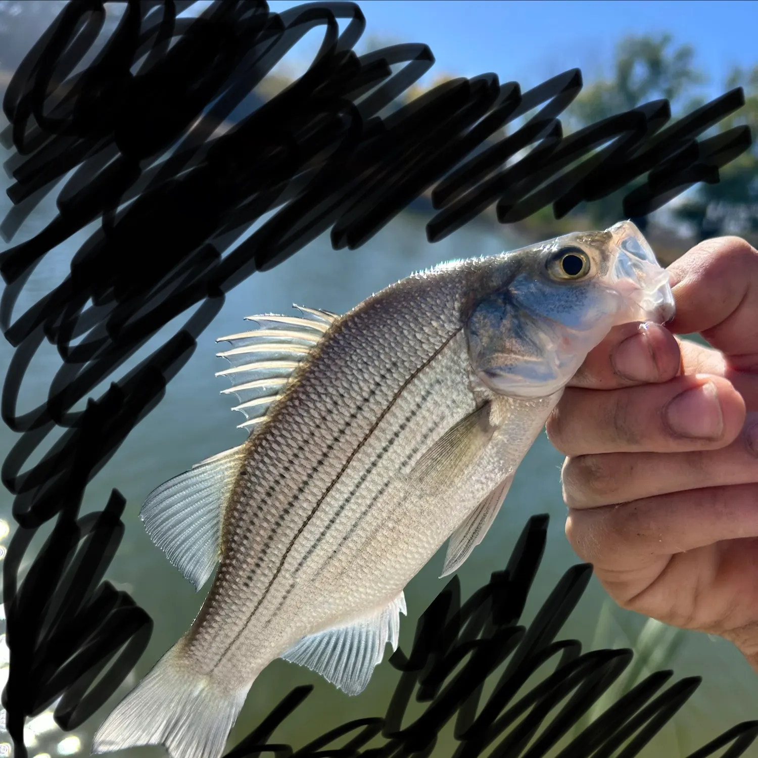 Wiper caught on Fishbrain