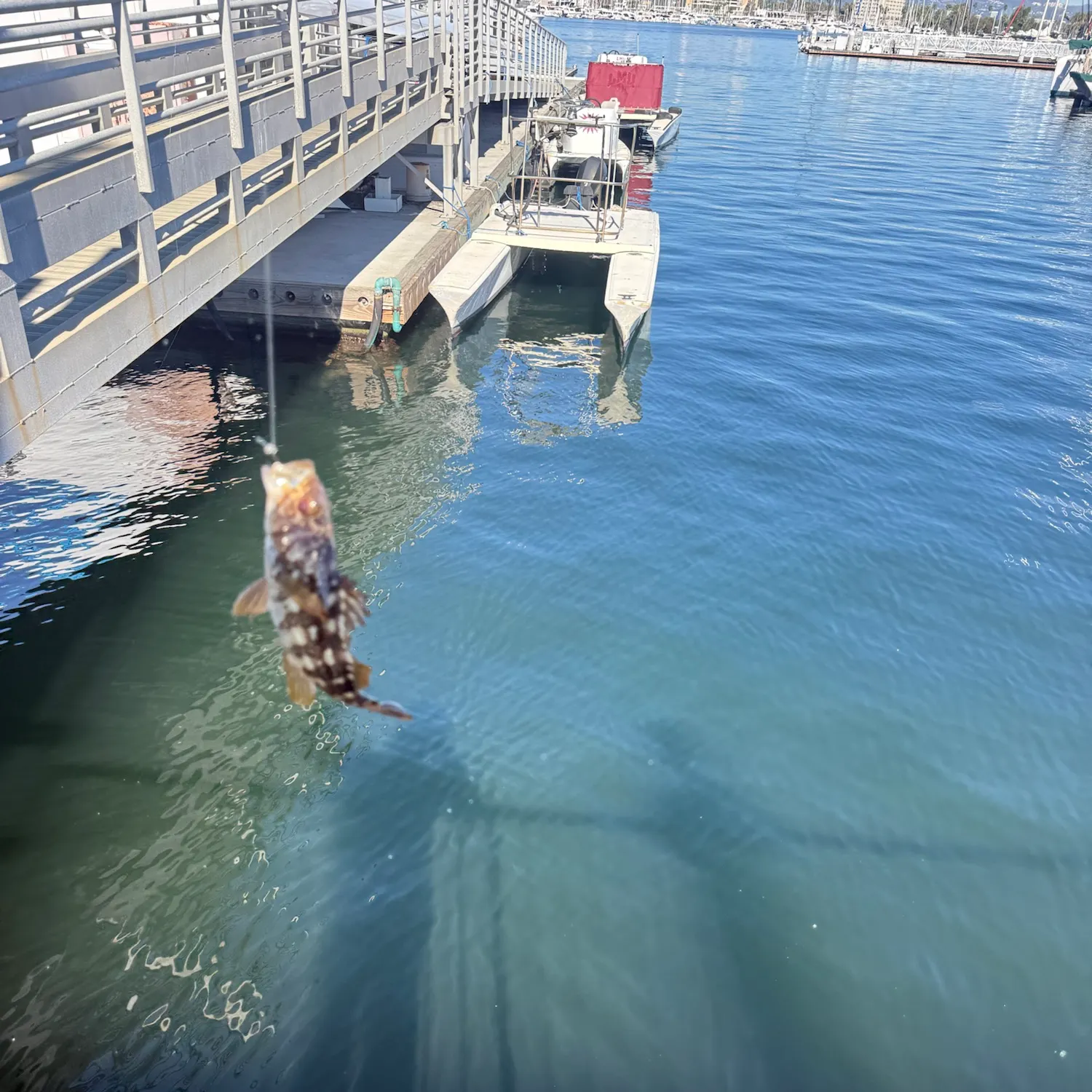 Kelp bass caught on Fishbrain