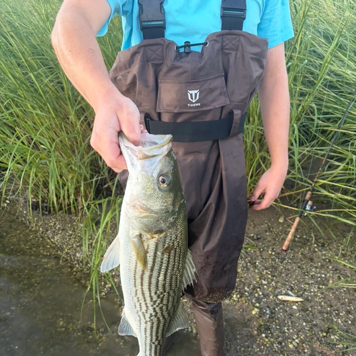 Striped bass caught on Fishbrain
