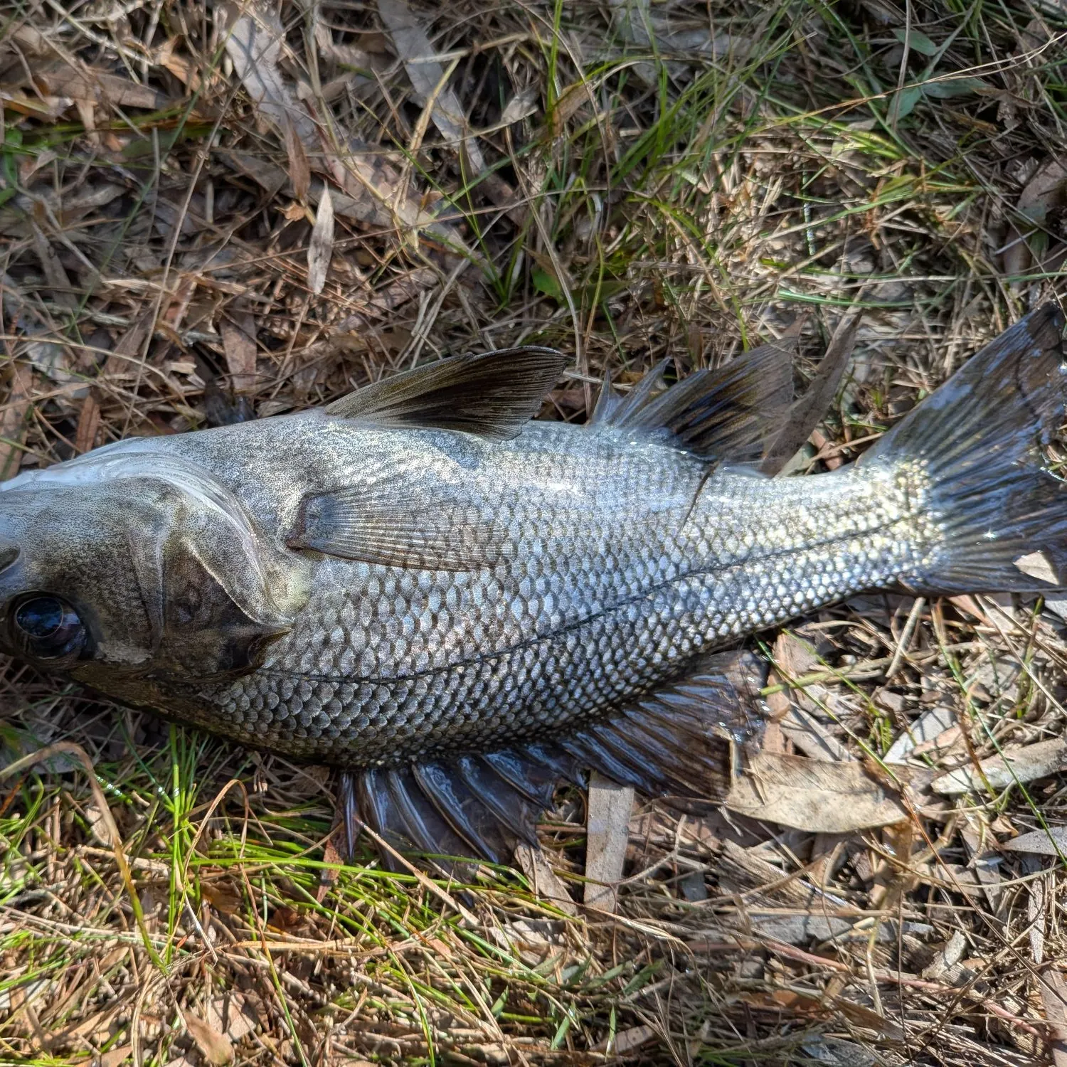 The most recent Australian bass catches on Fishbrain
