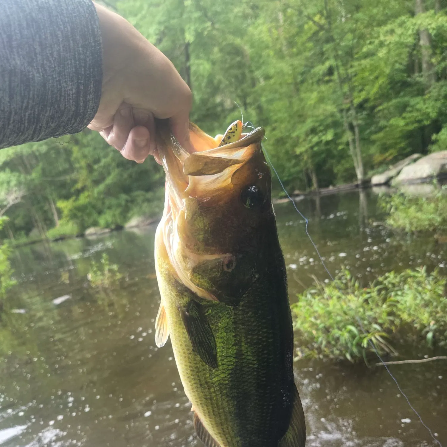 Largemouth bass caught on Fishbrain