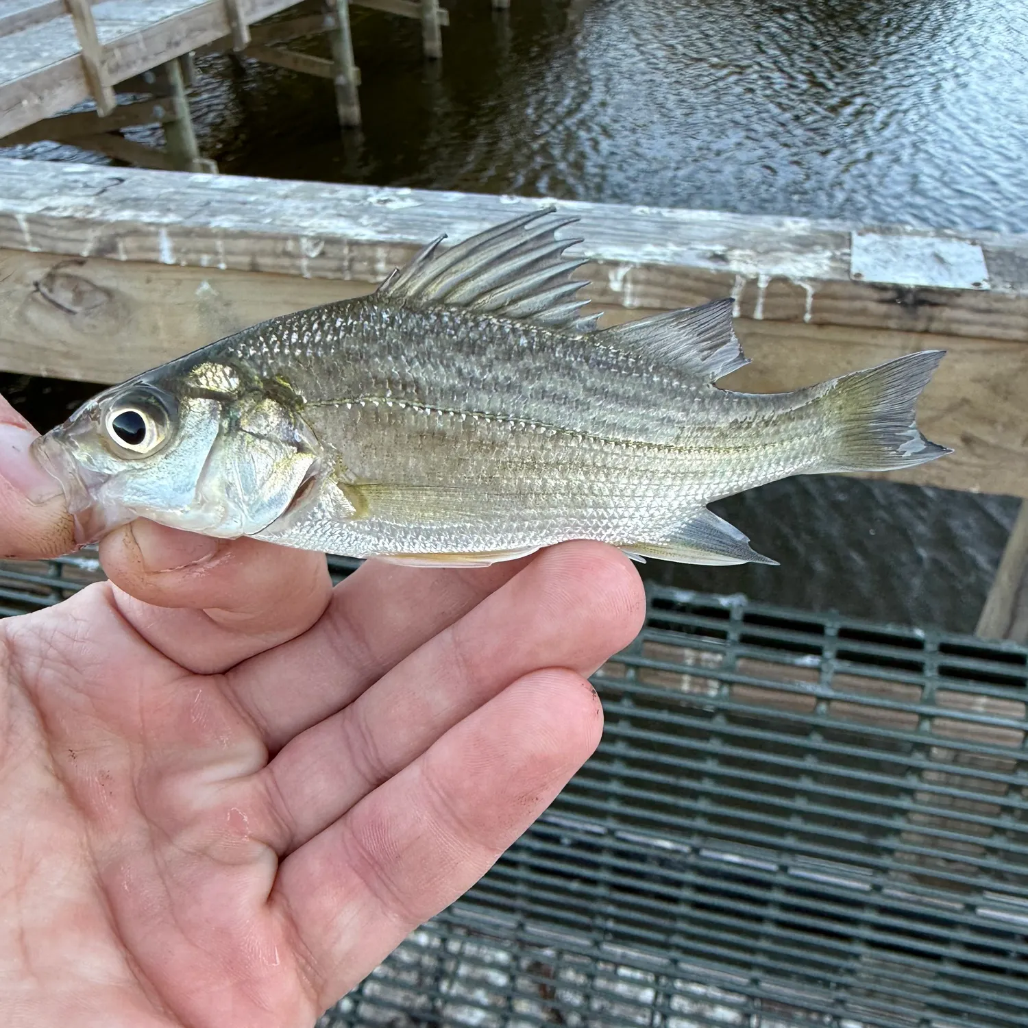 White perch caught on Fishbrain