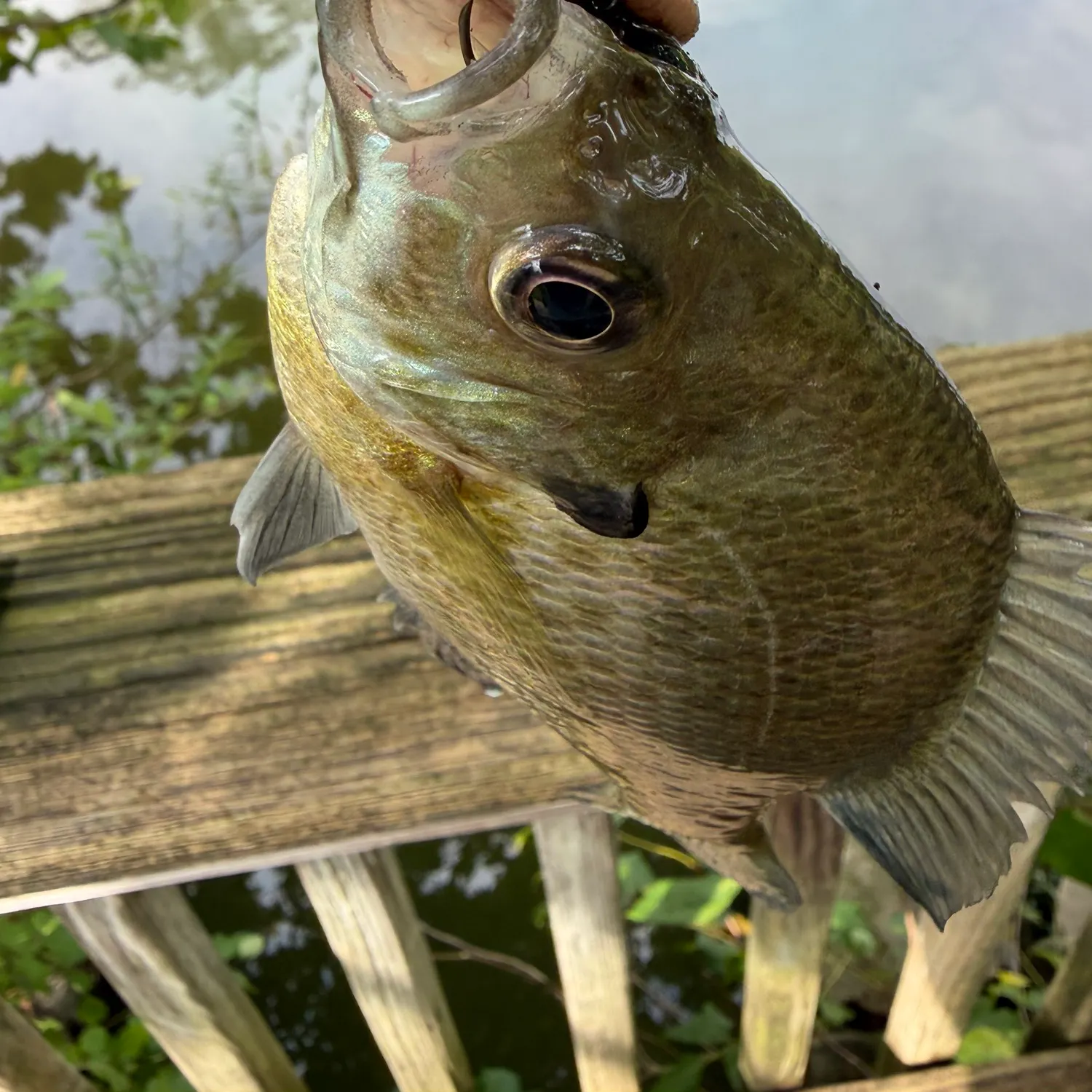 Bluegill caught on Fishbrain