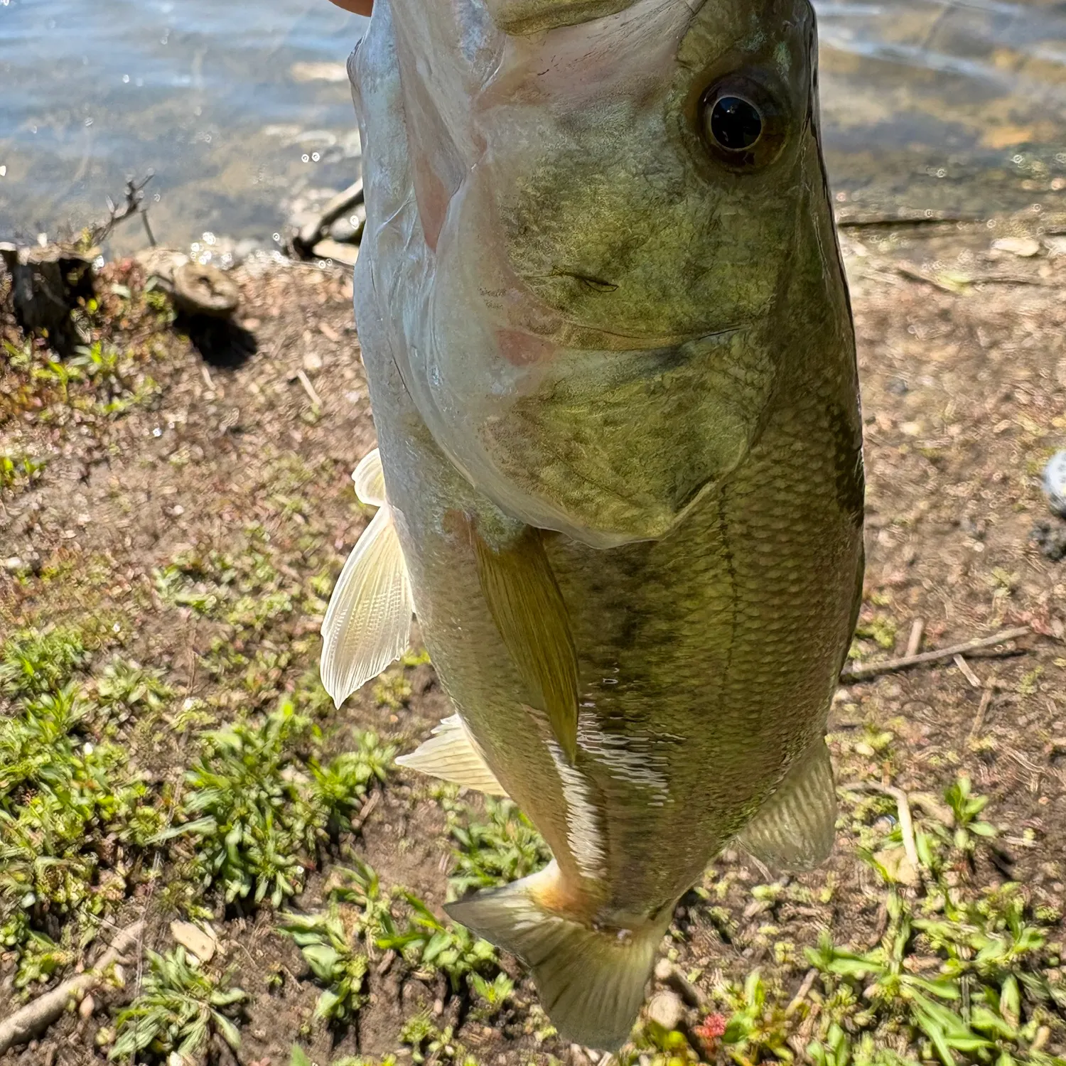 The most recent Largemouth bass catches on Fishbrain