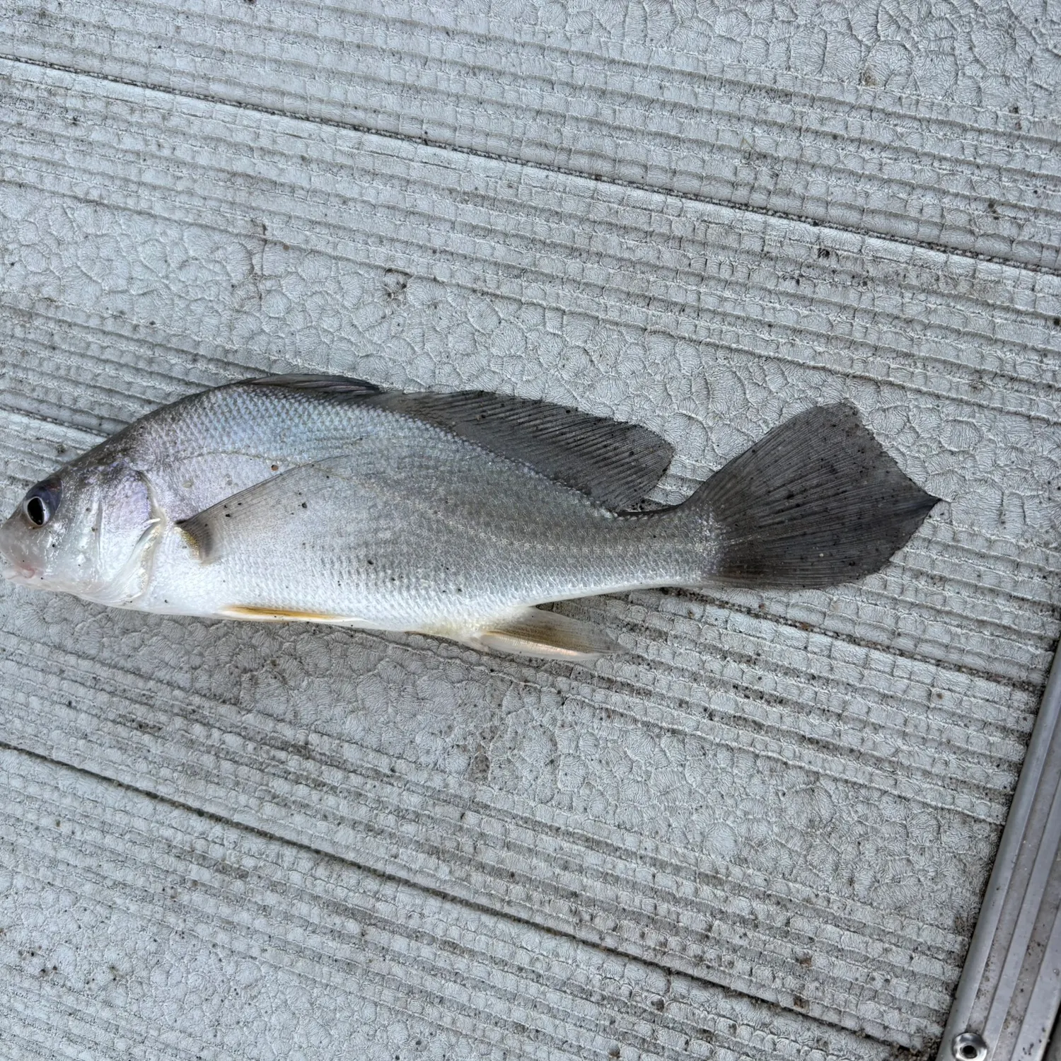 Freshwater drum caught on Fishbrain
