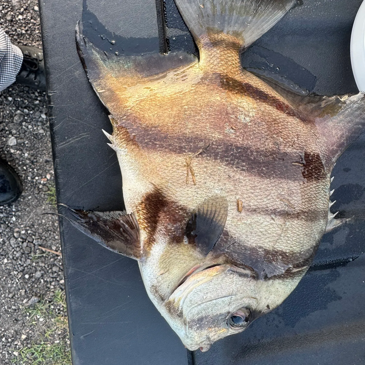 The most recent Atlantic spadefish catches on Fishbrain