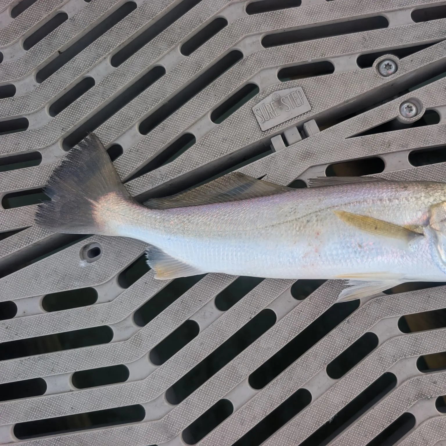 Gray weakfish caught on Fishbrain