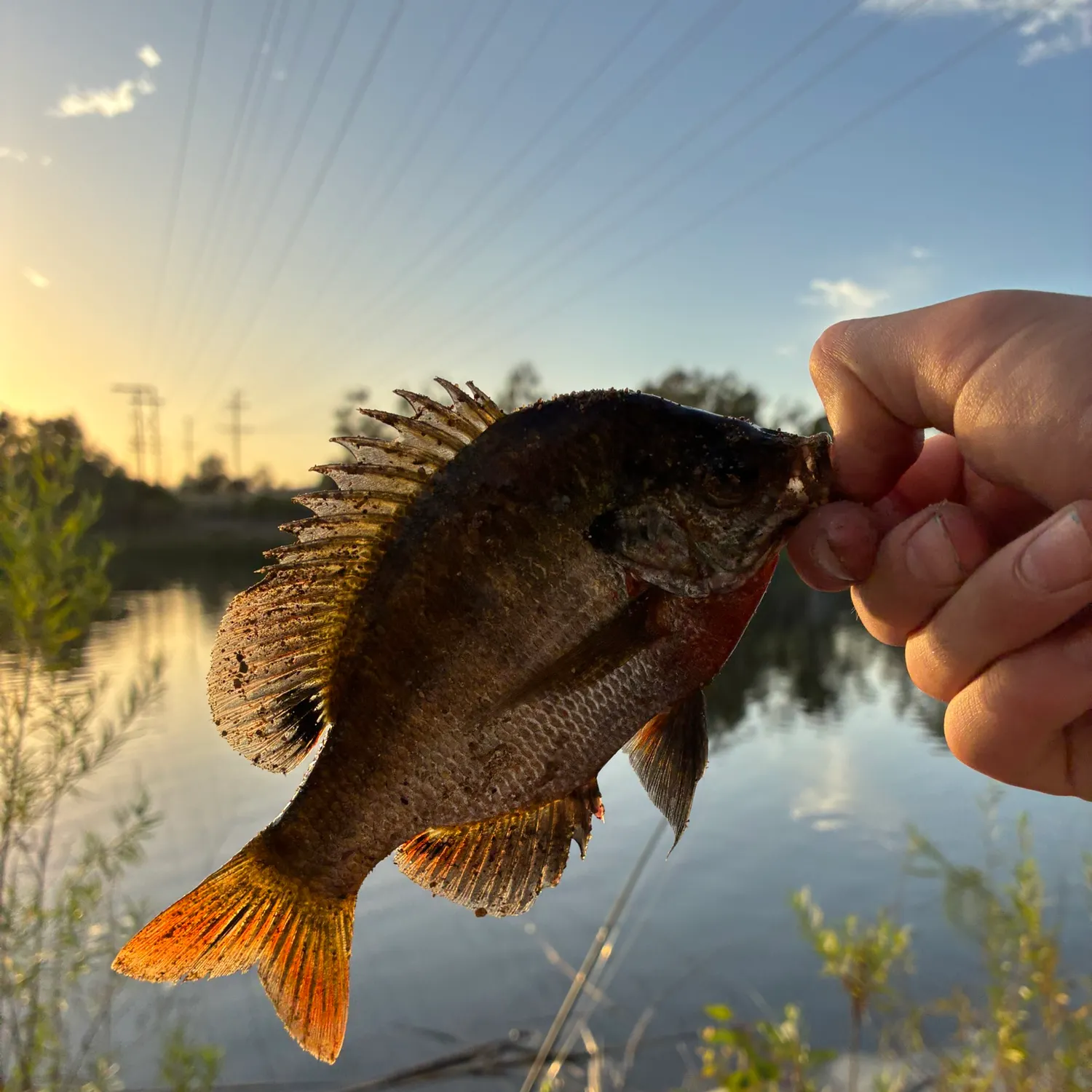 catch