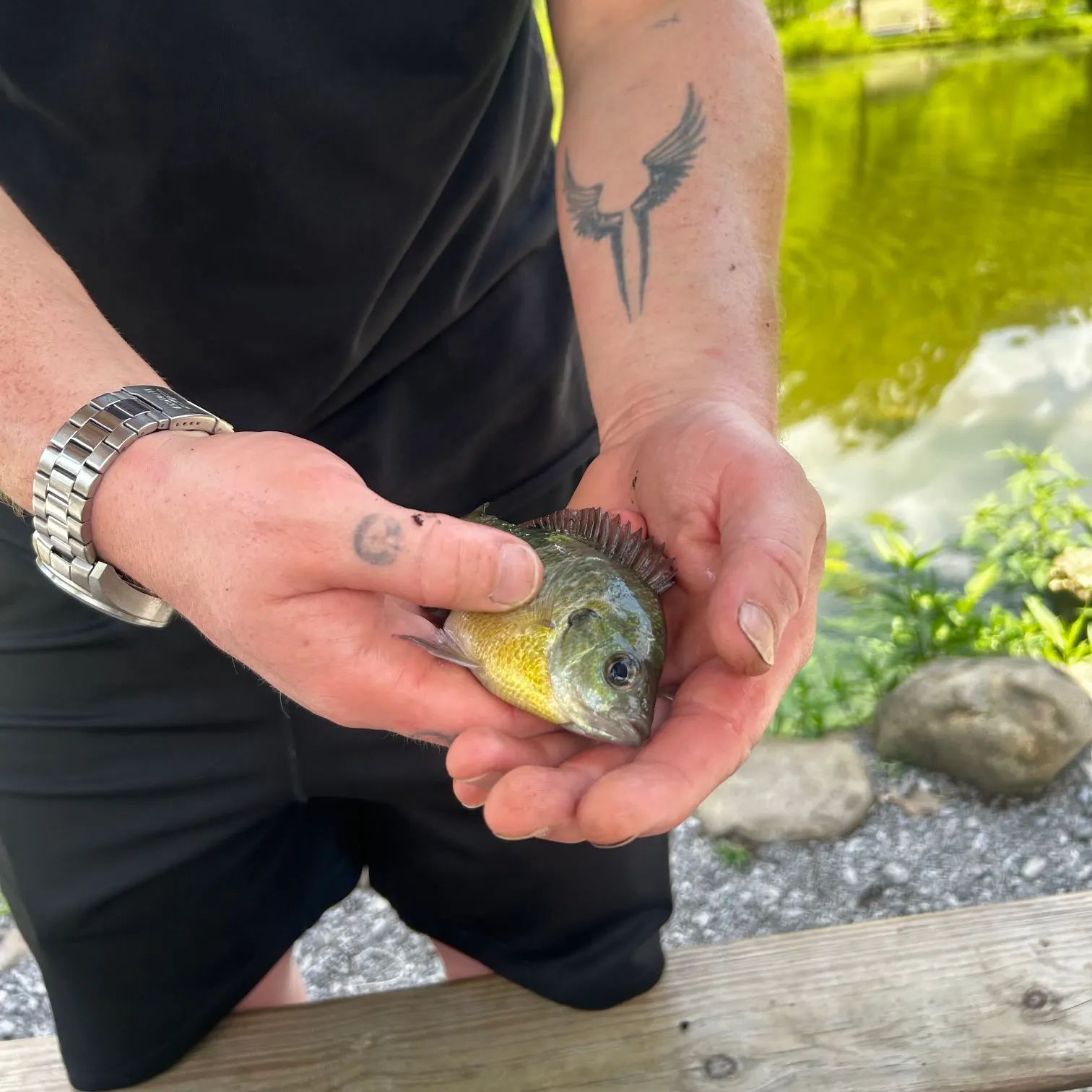 recently logged catches