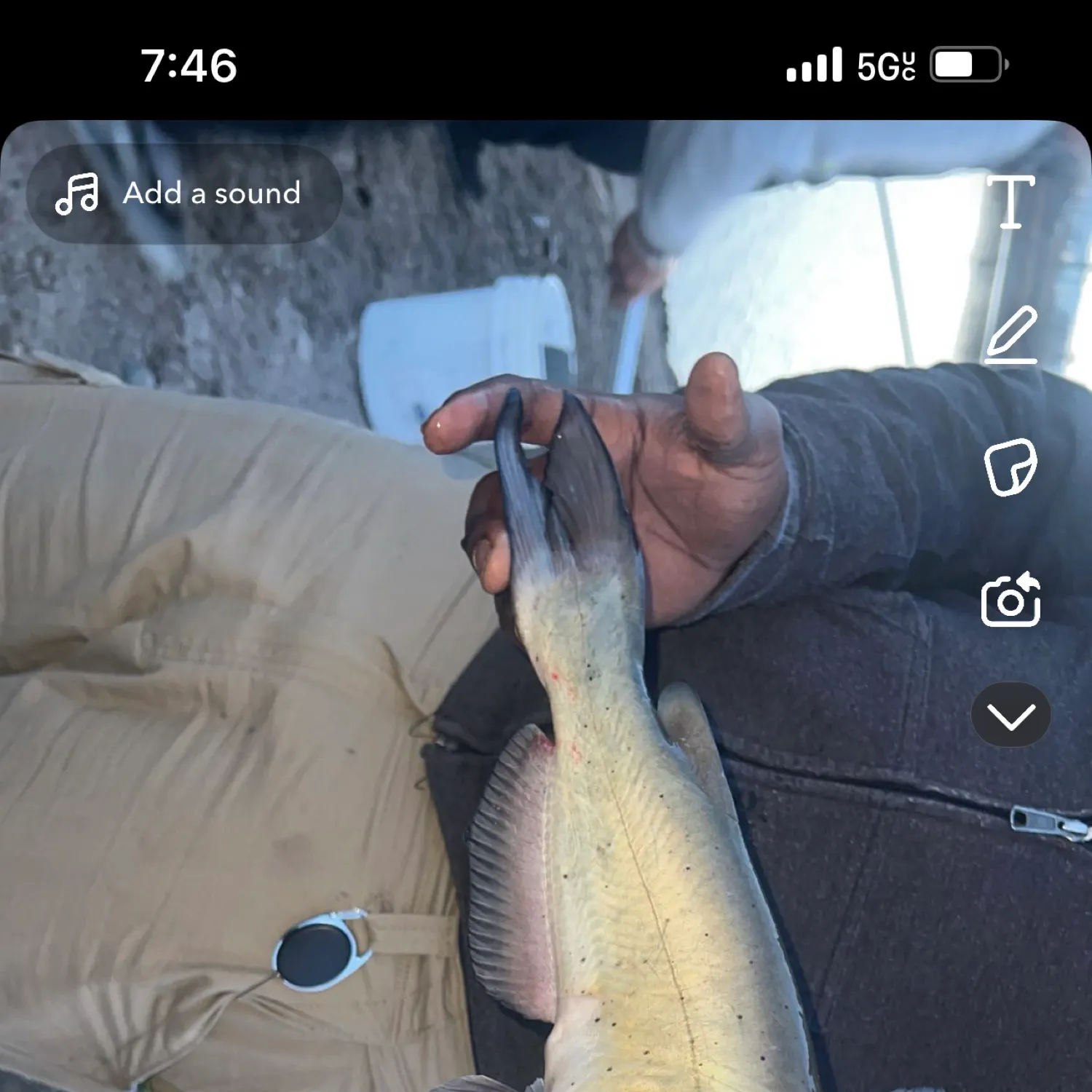 recently logged catches