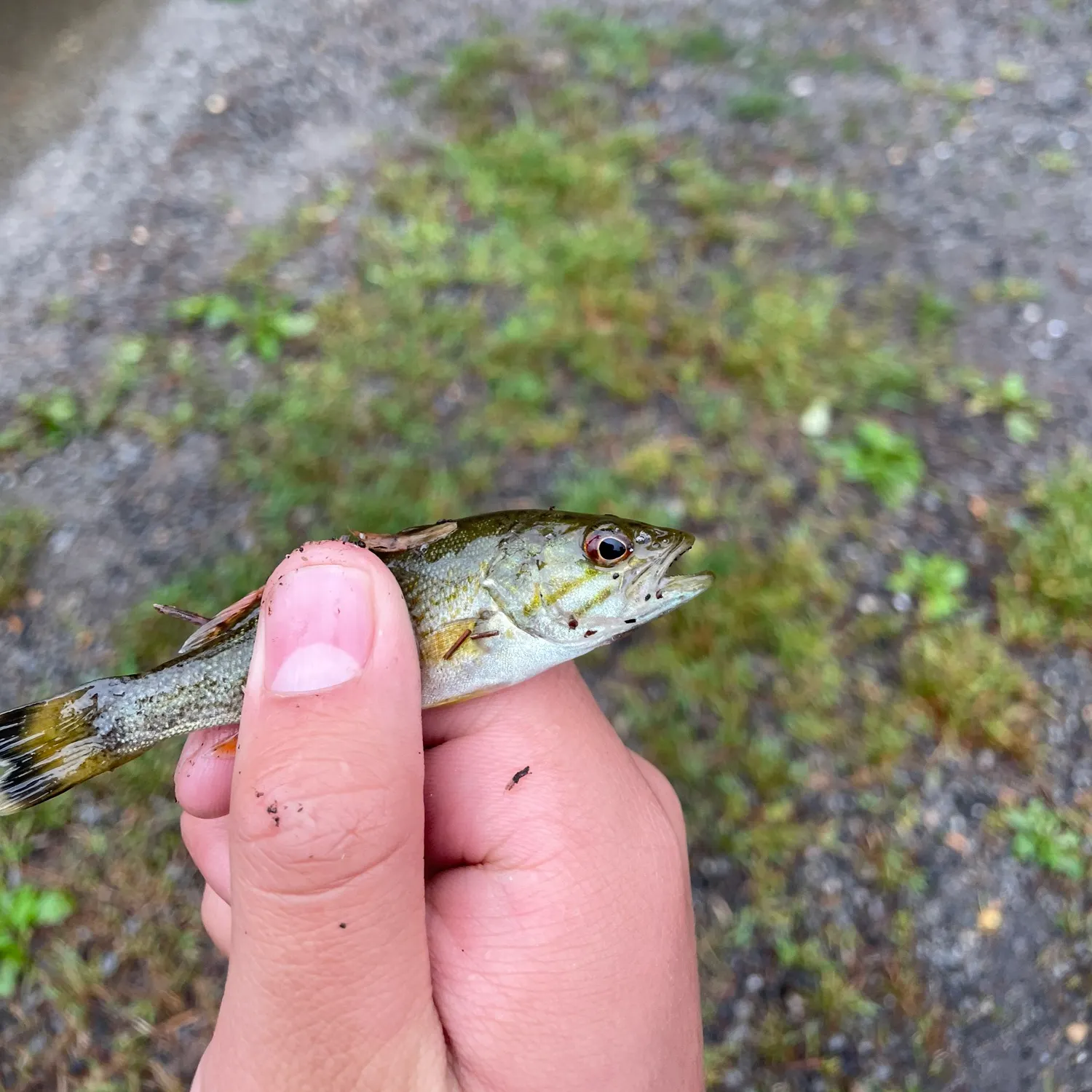 Smallmouth bass caught on Fishbrain