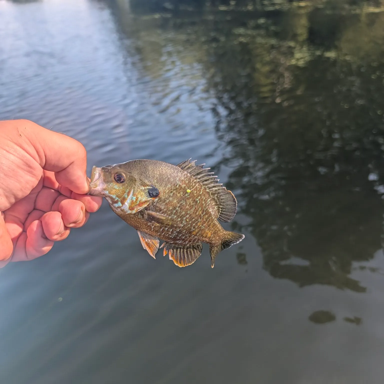 Pumpkinseed caught on Fishbrain