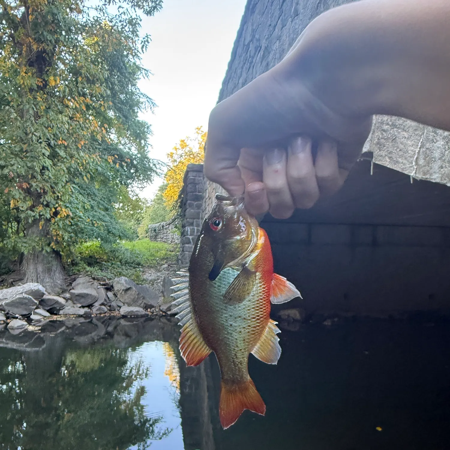 Redbreast sunfish caught on Fishbrain