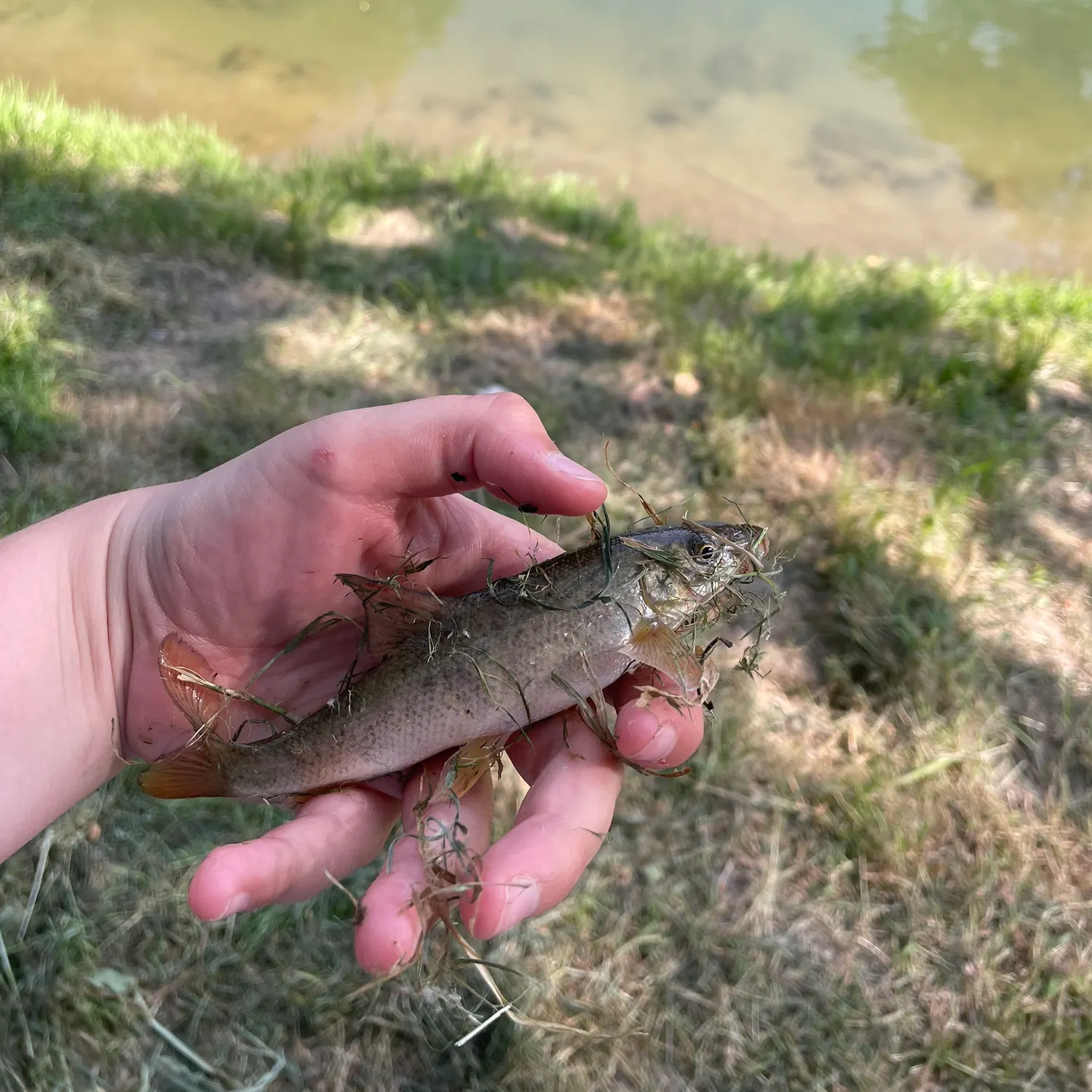 The most recent Common barbel catches on Fishbrain